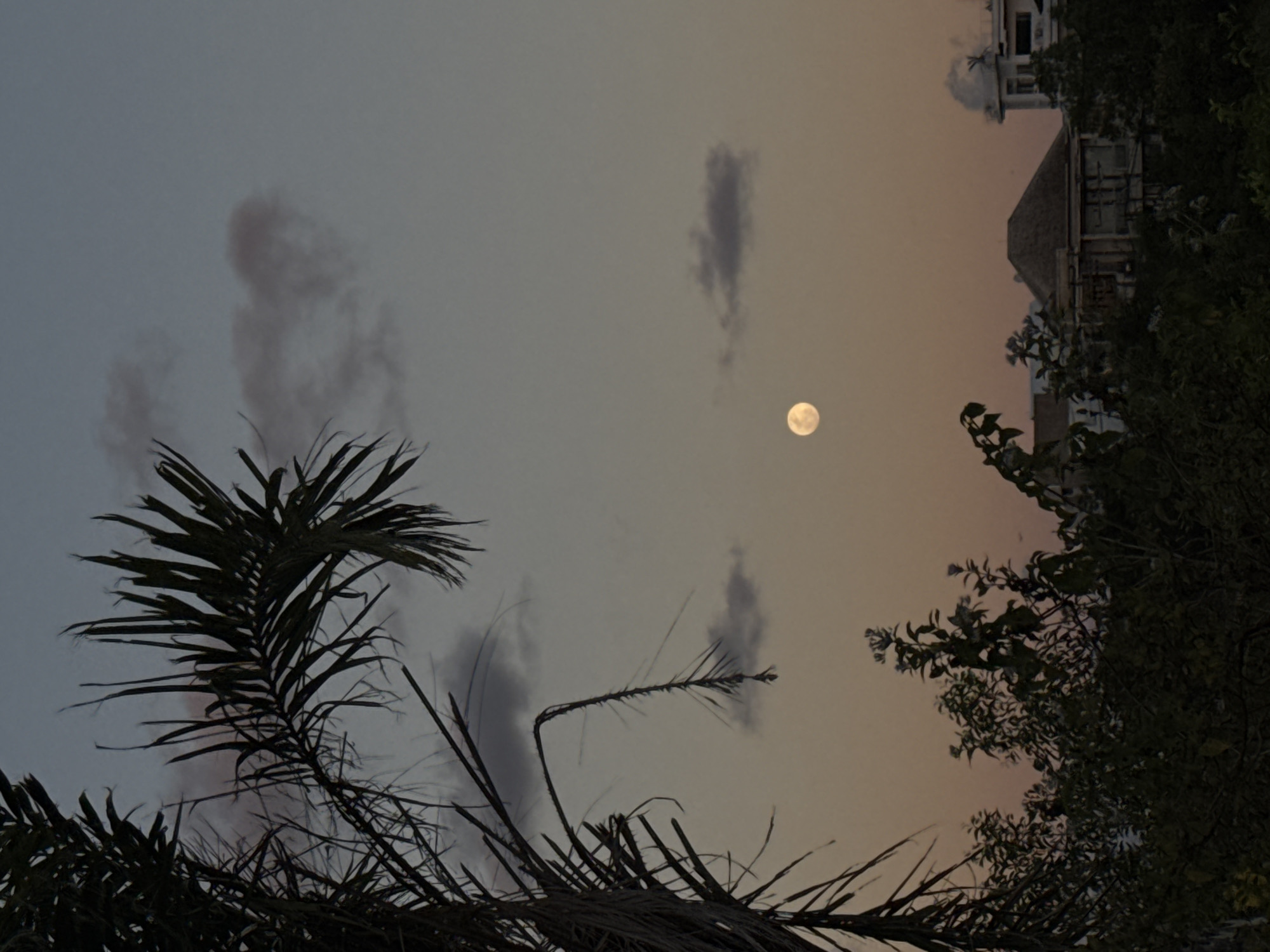 Sunset gathering on a Bali hillside with kites, dogs, and a rising moon