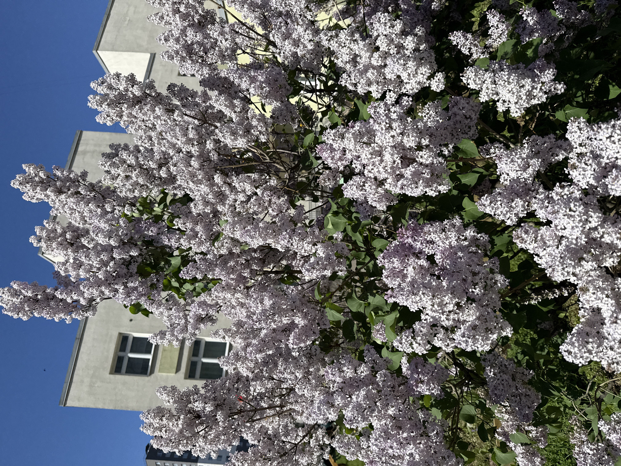 White lilac bush blooms observed in Saint Petersburg