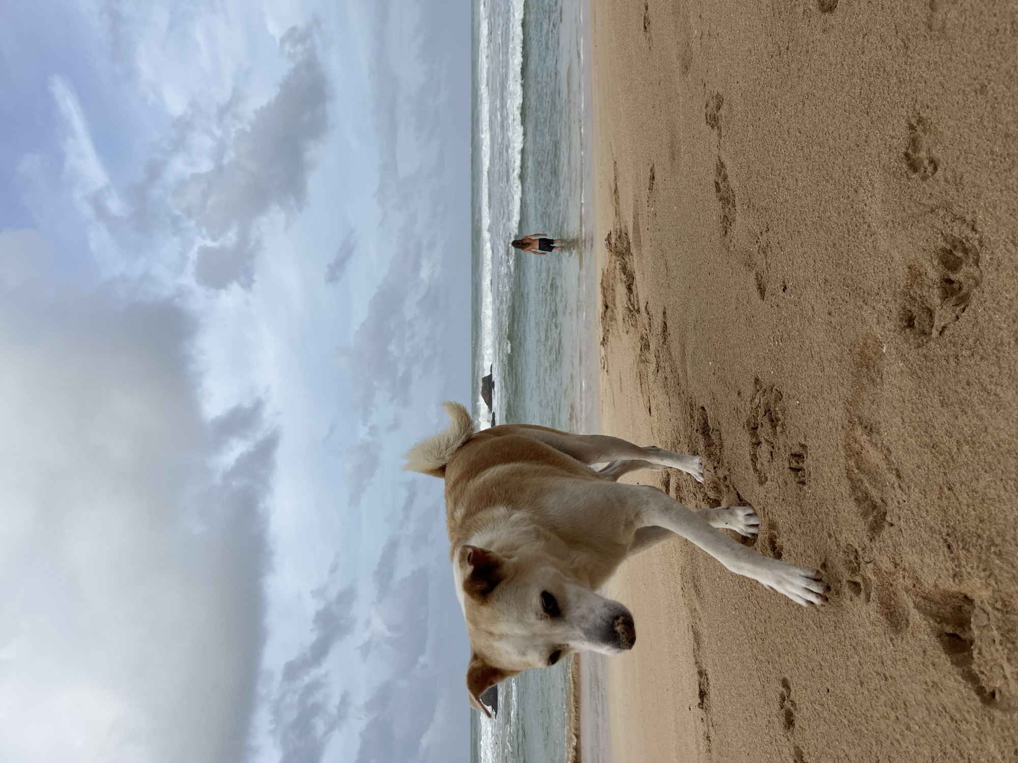 A beach dog explores the Midigama shoreline on a stormy morning.