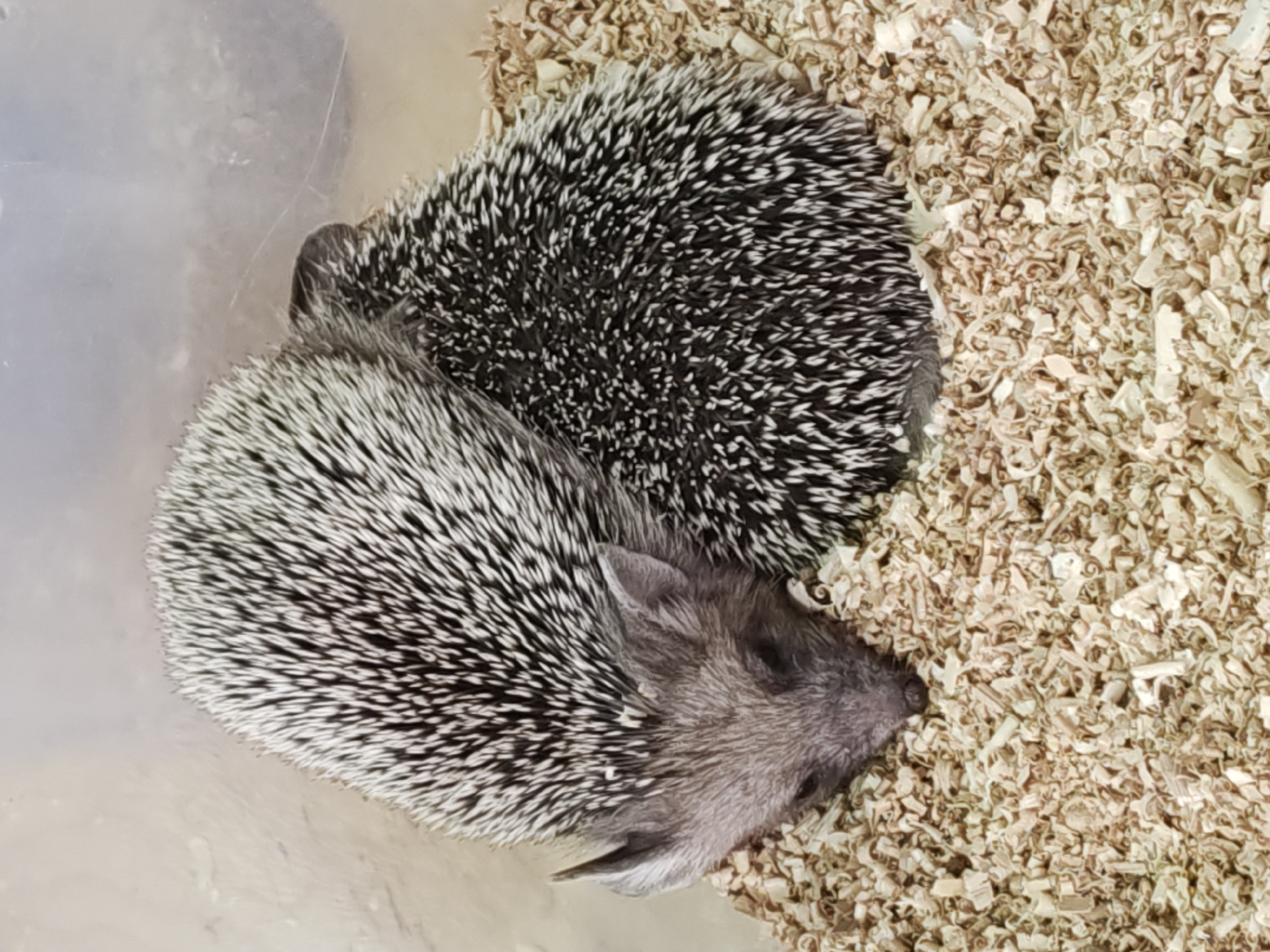 Hedgehogs on display in Saint Petersburg, caught up close