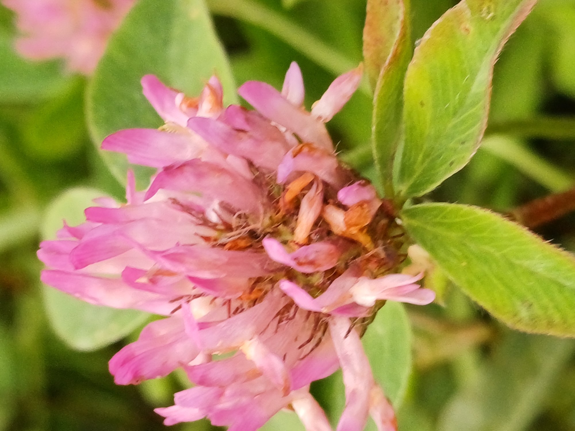 Pink clover and parked cars at a Riga used car lot