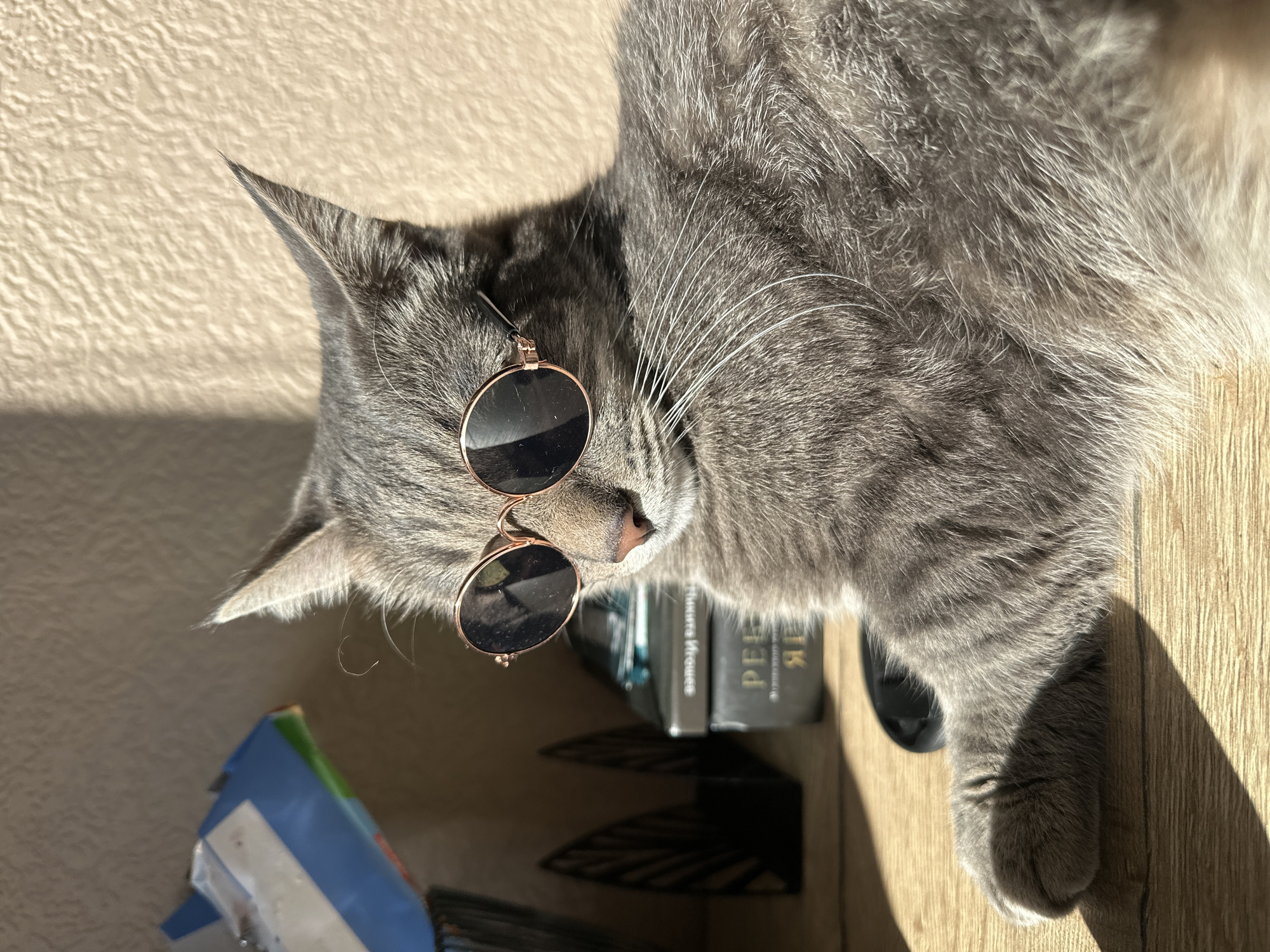 Gray cat in sunglasses spotted on wooden floor in Krasnoyarsk