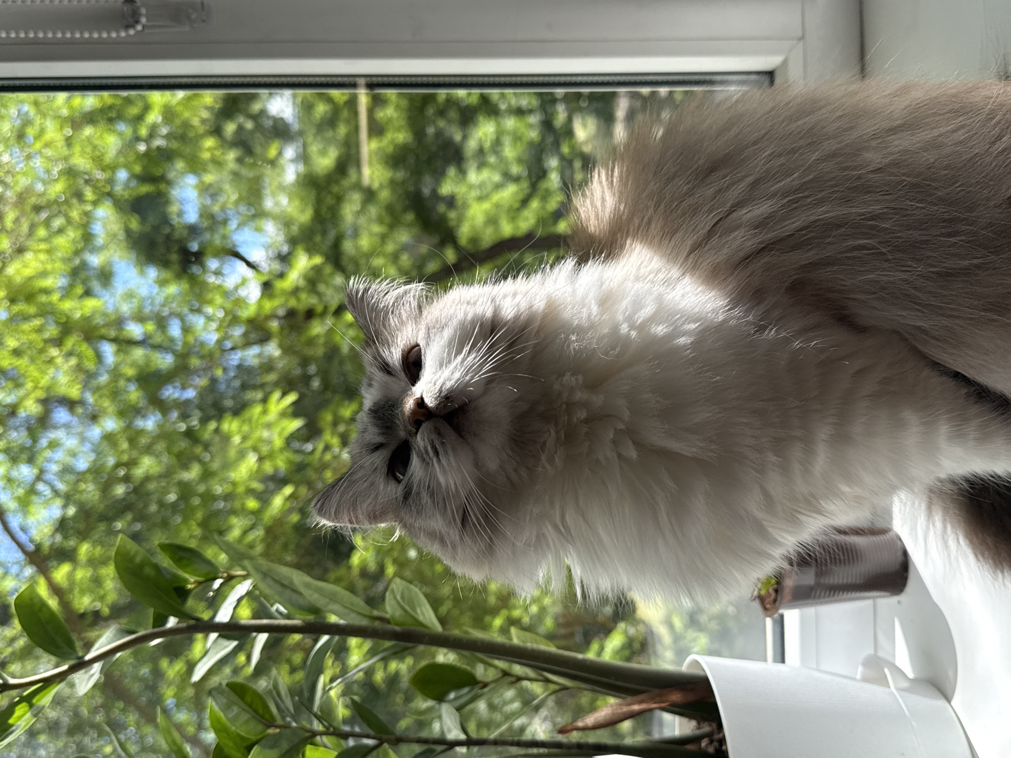 Cat observed on windowsill in Rostov-on-Don morning scene