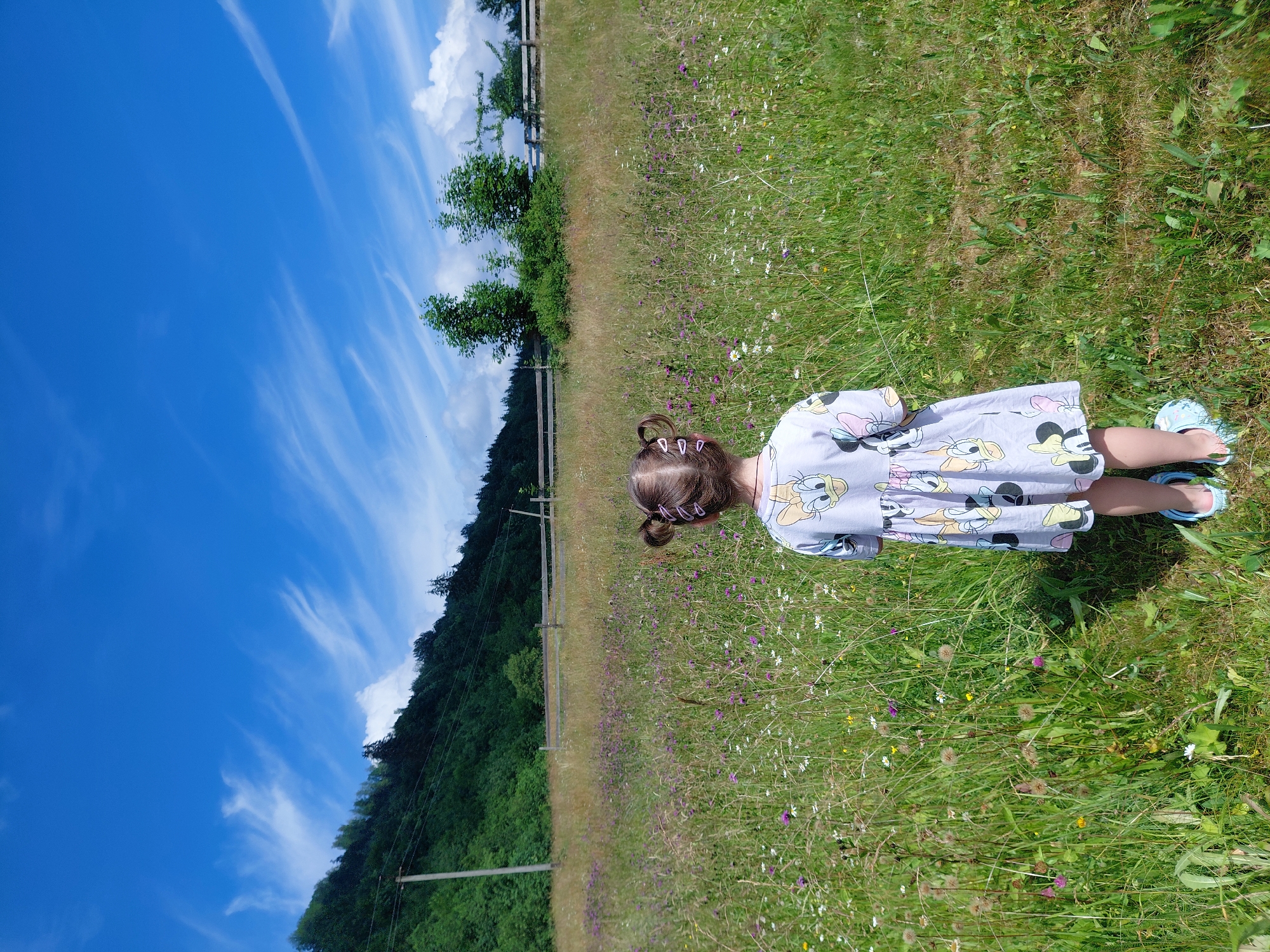 Summer morning in a Ukrainian wildflower field