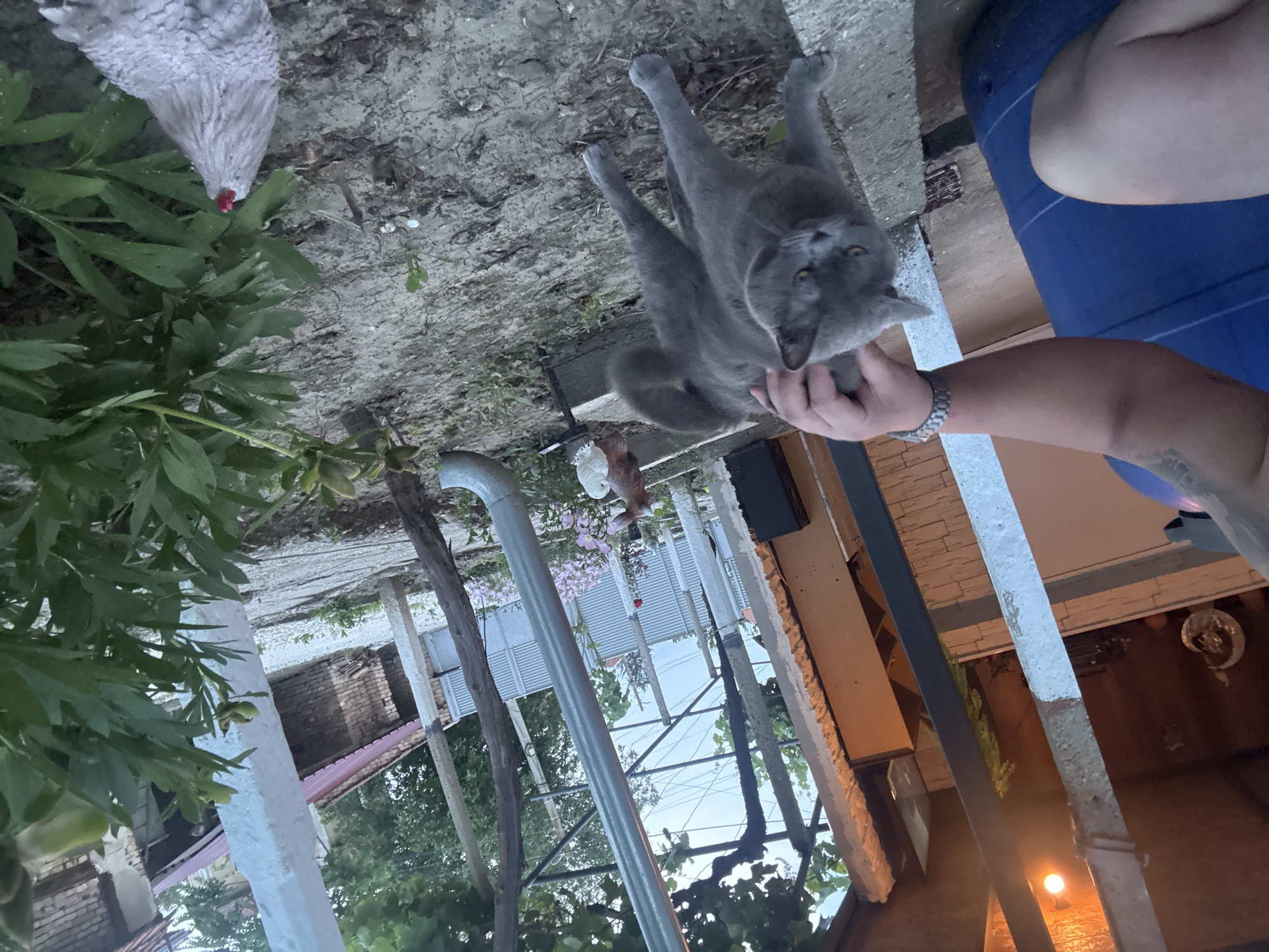 Quiet domestic moments captured in Bulgarian town during afternoon
