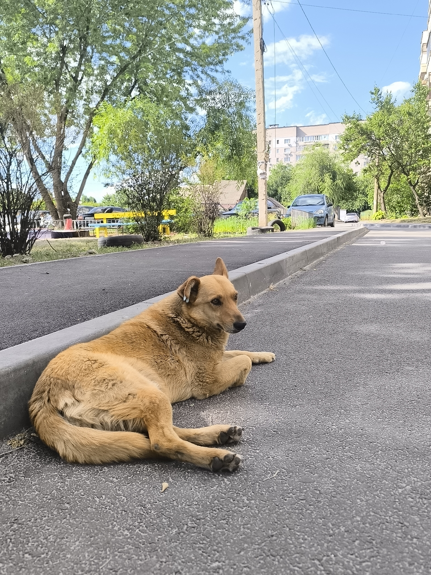 Injured dog cared for on Dnipro street