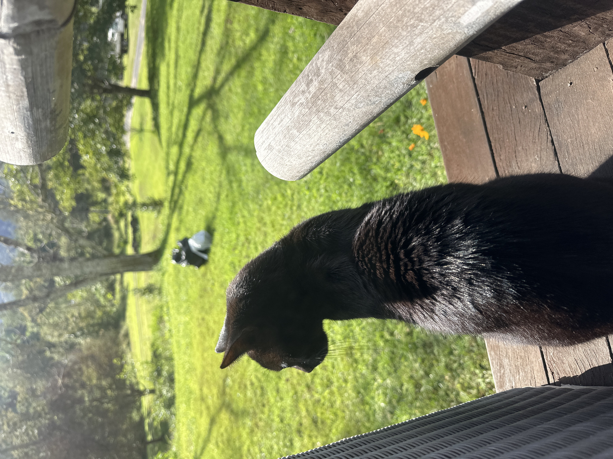 Quiet morning on a rural Thora property, animals and garden life