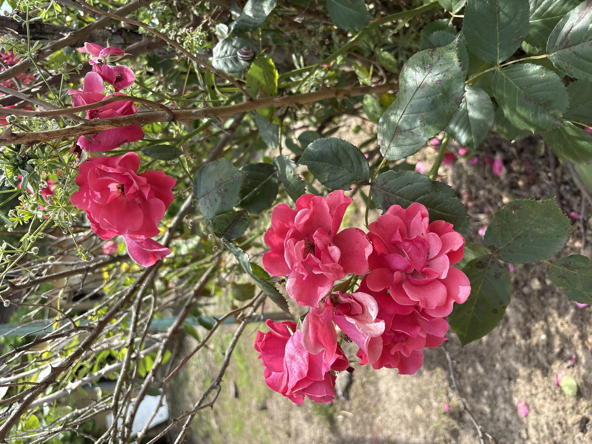 Pink roses bloom in Bulgarian garden