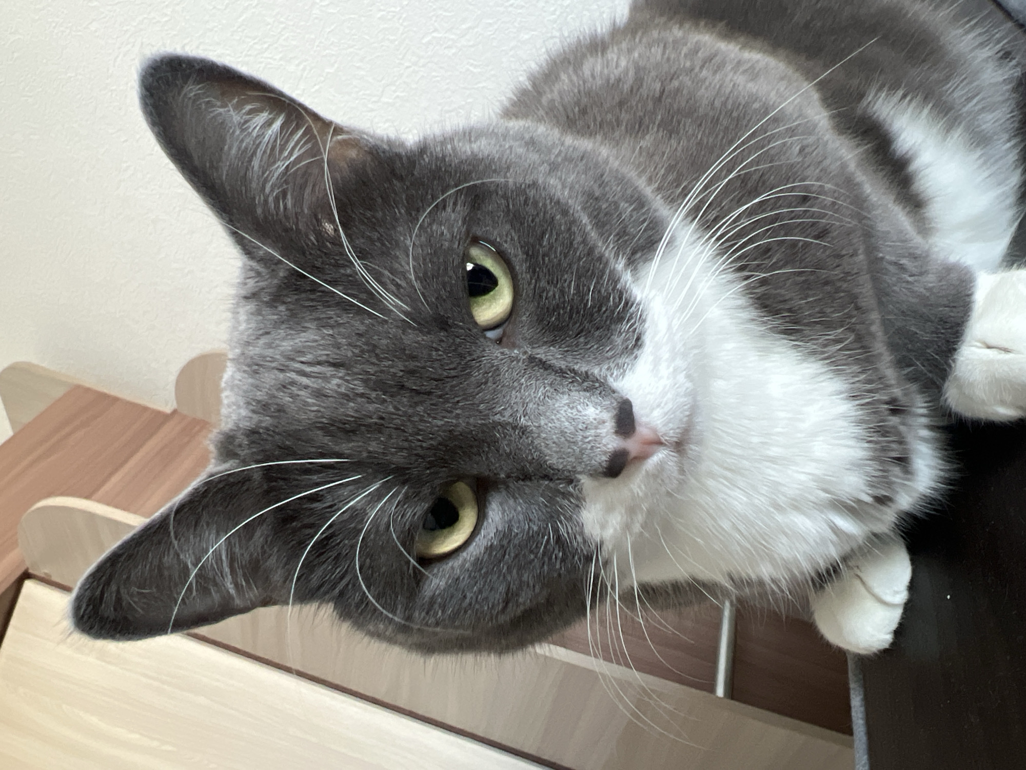 Cat photographed in close-up shot in Tyumen, Russia