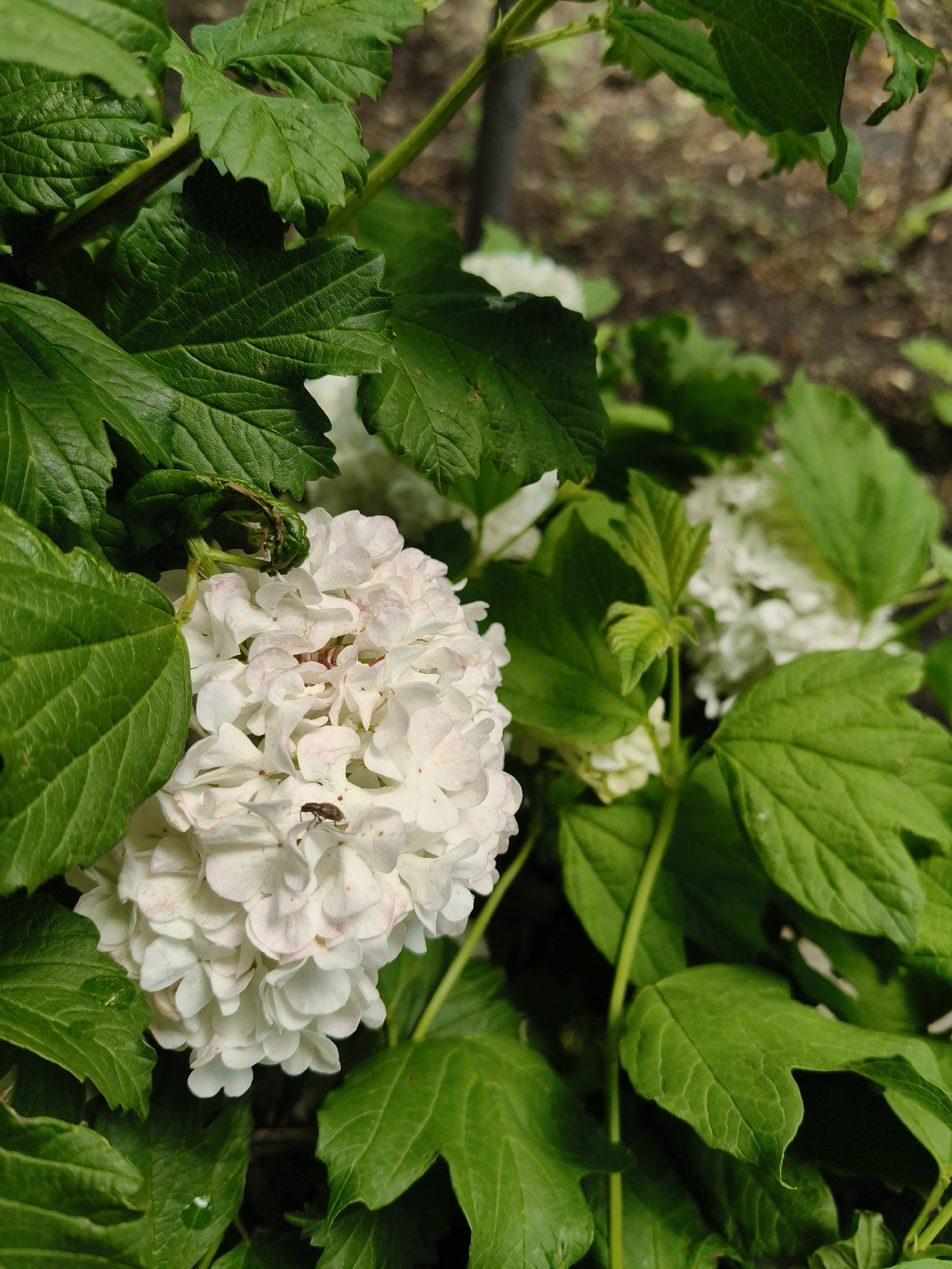 Spring garden blooms documented in Florești, Moldova