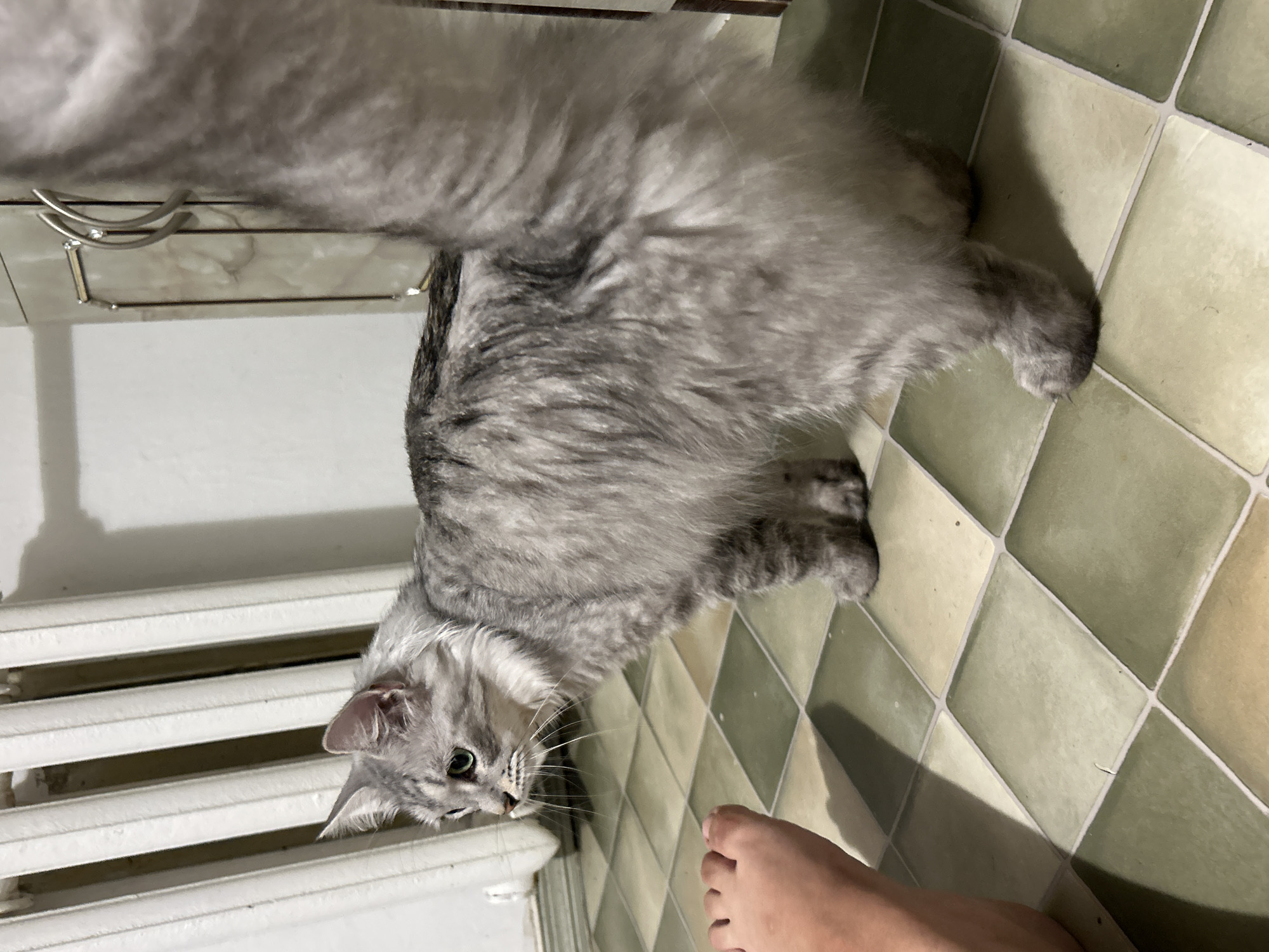 Playful gray cat on tiled floor, Latvia home