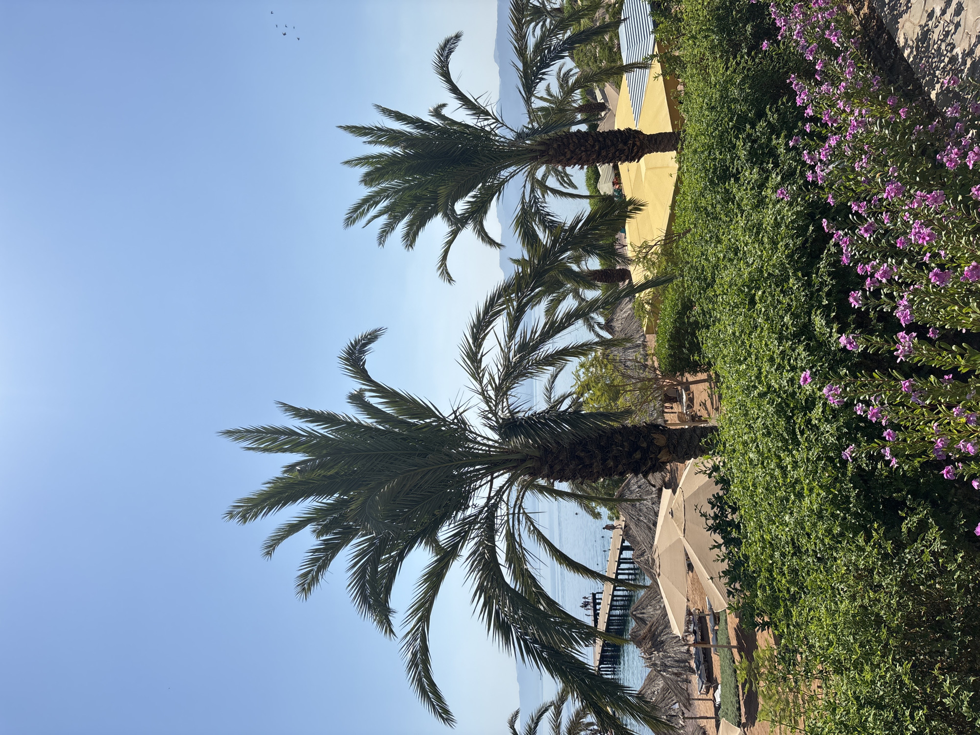 Lunch and palm tree views at a Jordanian coastal resort