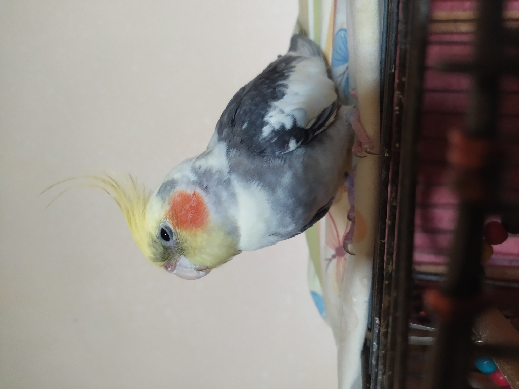 Cockatiel at home in Bilajari, shot from multiple angles