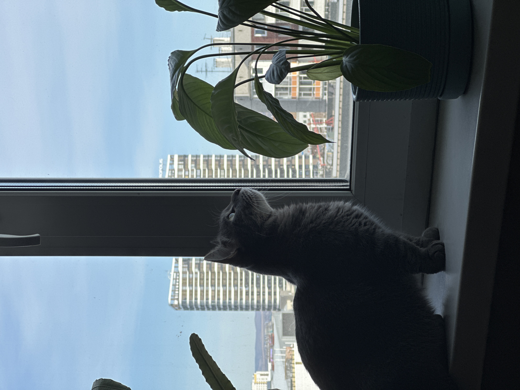 Gray tabby cat spotted around Krasnoyarsk Metropolis complex