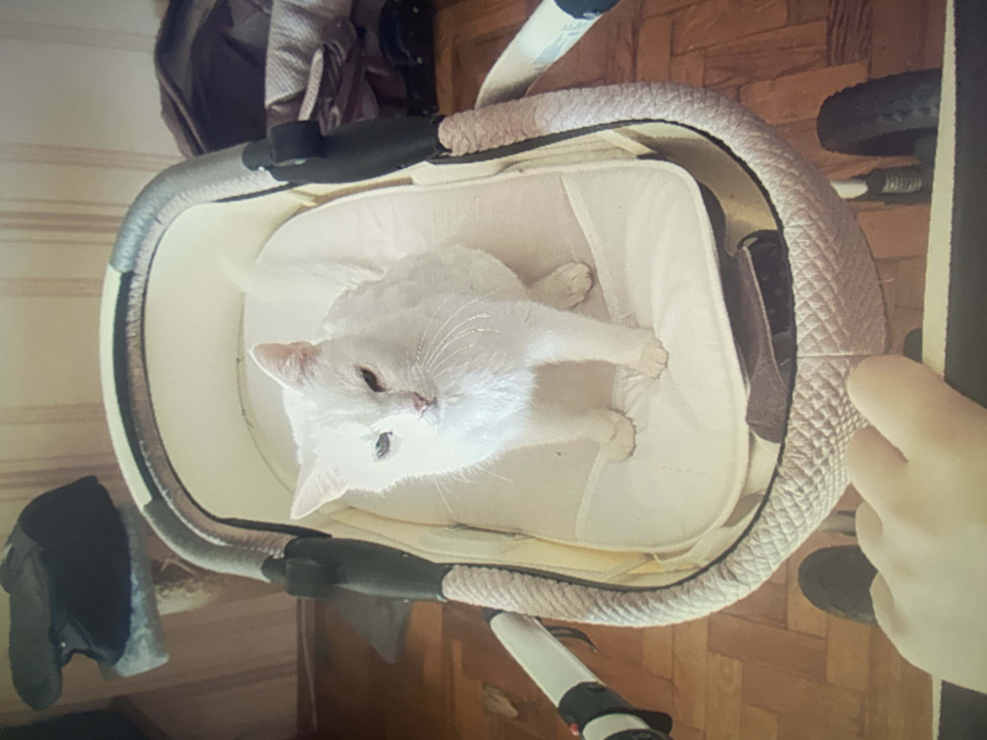 Domestic life with white cat and children documented in Homyel