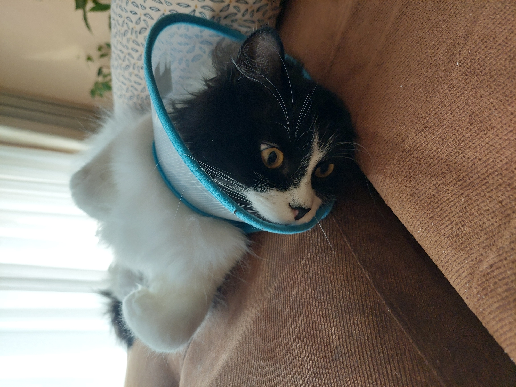 Cat in recovery cone rests on sofa in Plovdiv