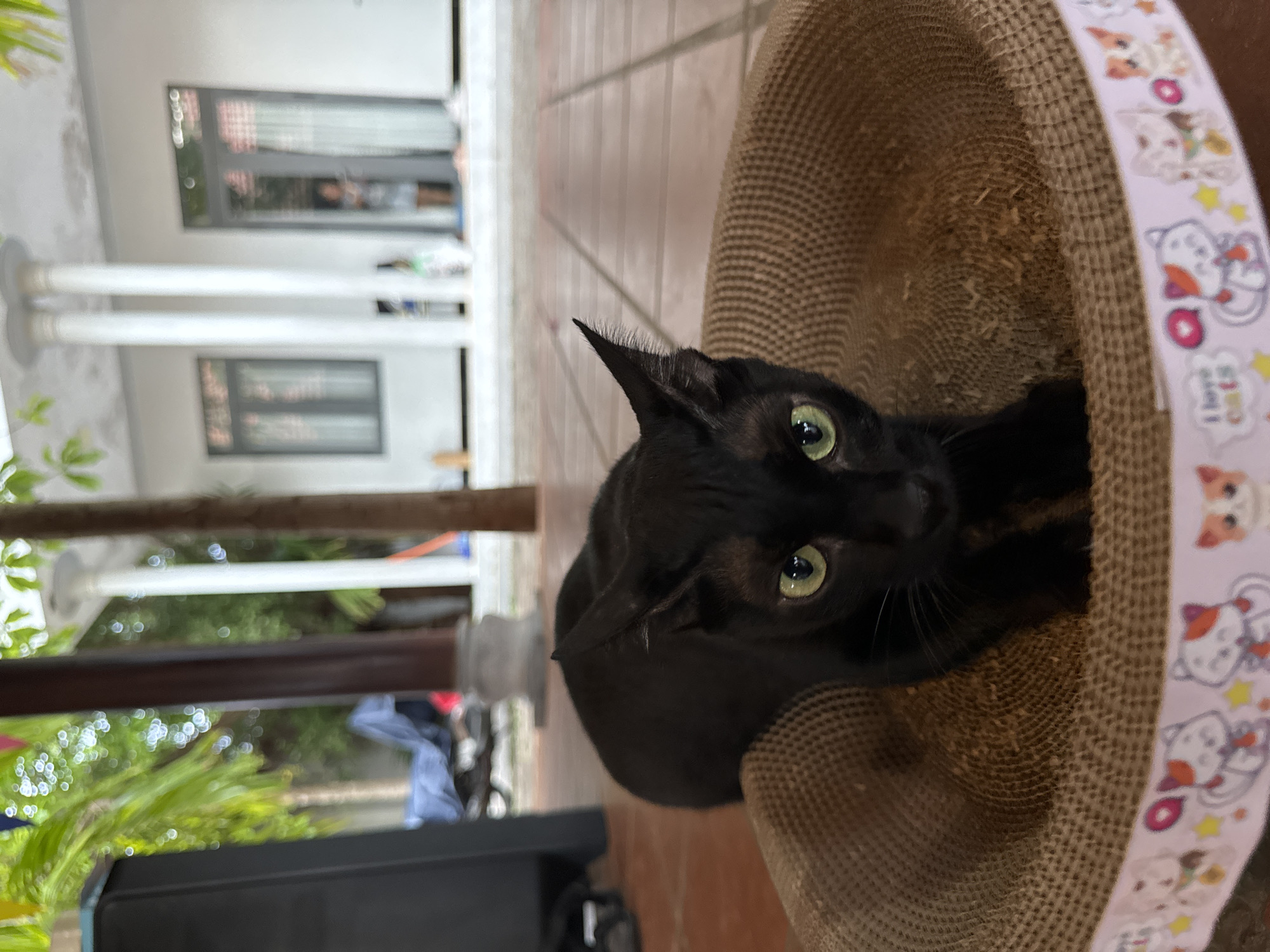 Black cat spotted in decorative scratching post in Mũi Né