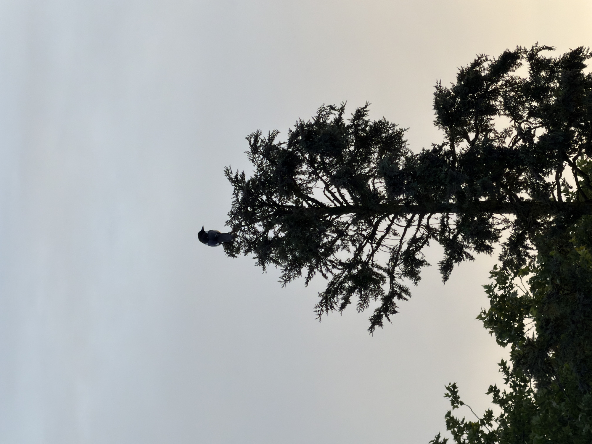 Bird silhouetted against sunrise sky in Luxembourg city