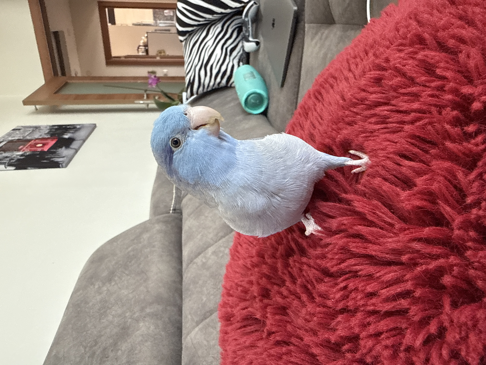 Blue parakeet enjoys a quiet moment and a head scratch indoors