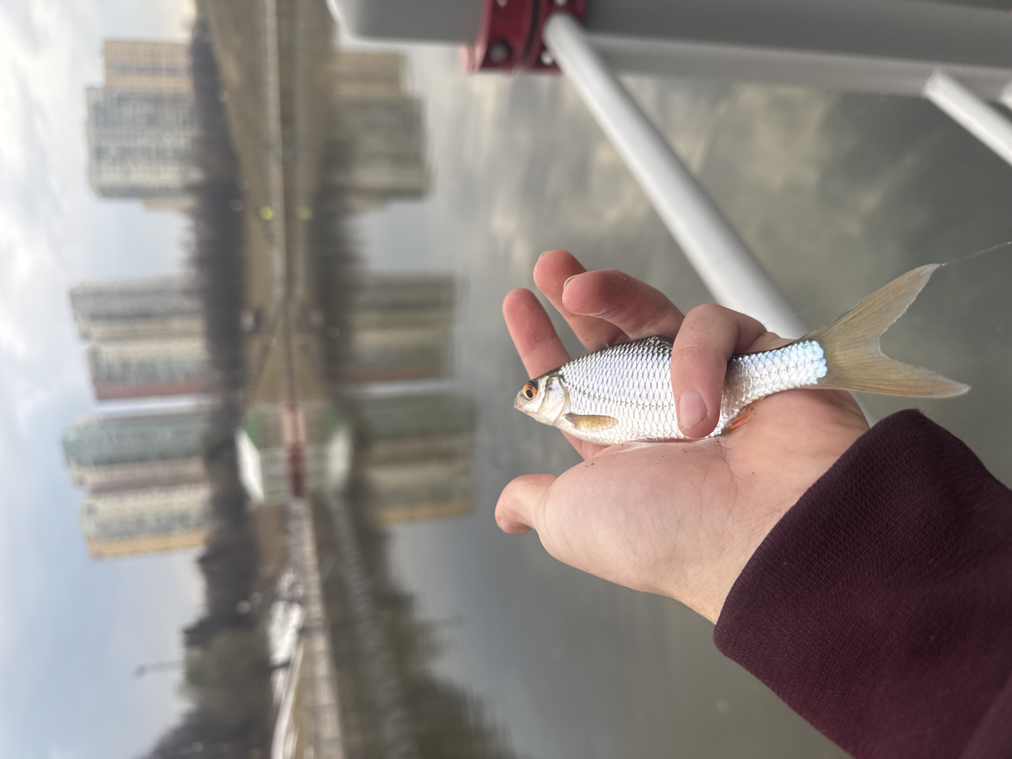 Small fish caught from Moscow waterway amid urban reflections