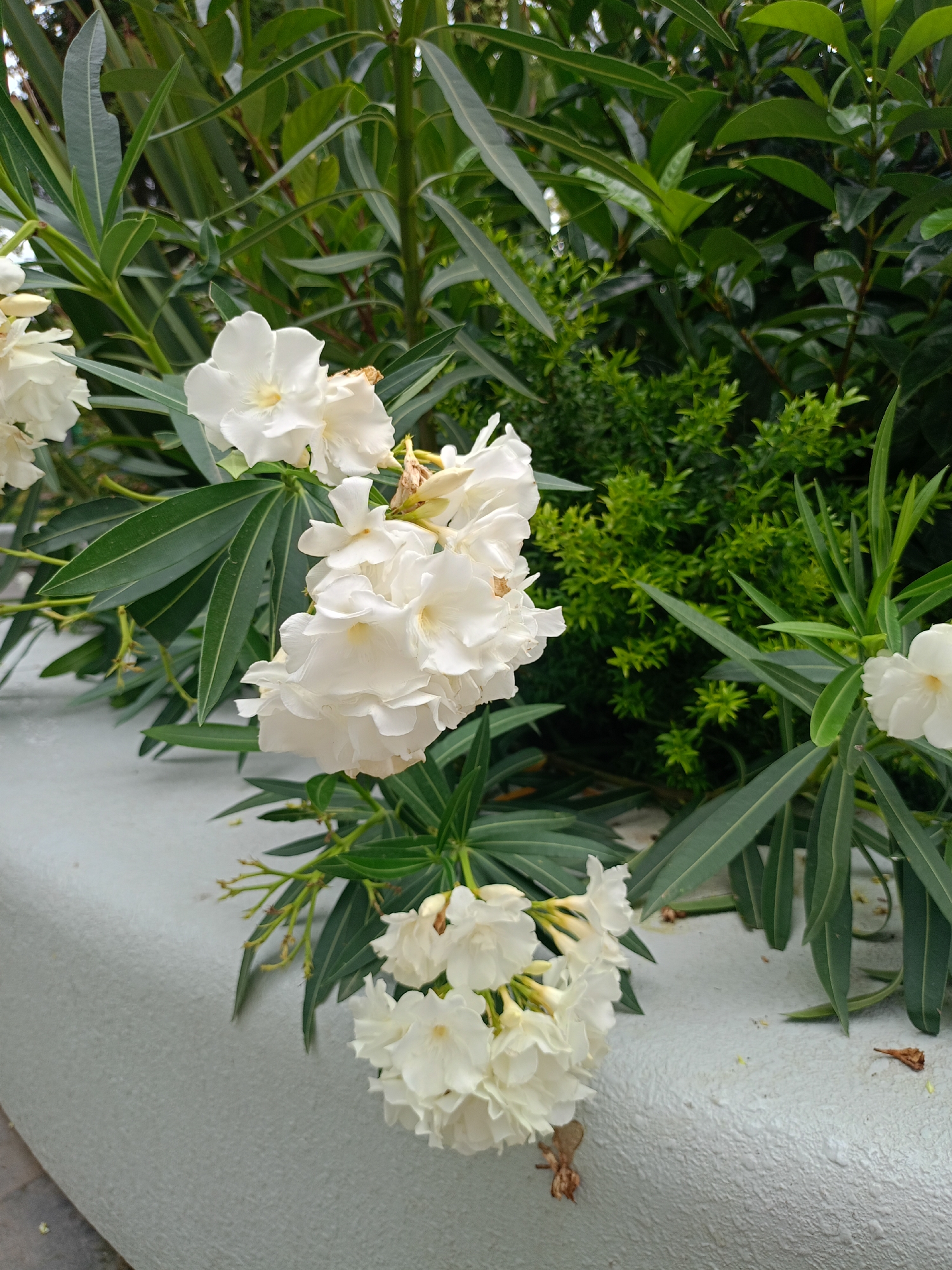 Baku street walk: cats, flowers, and city landmarks