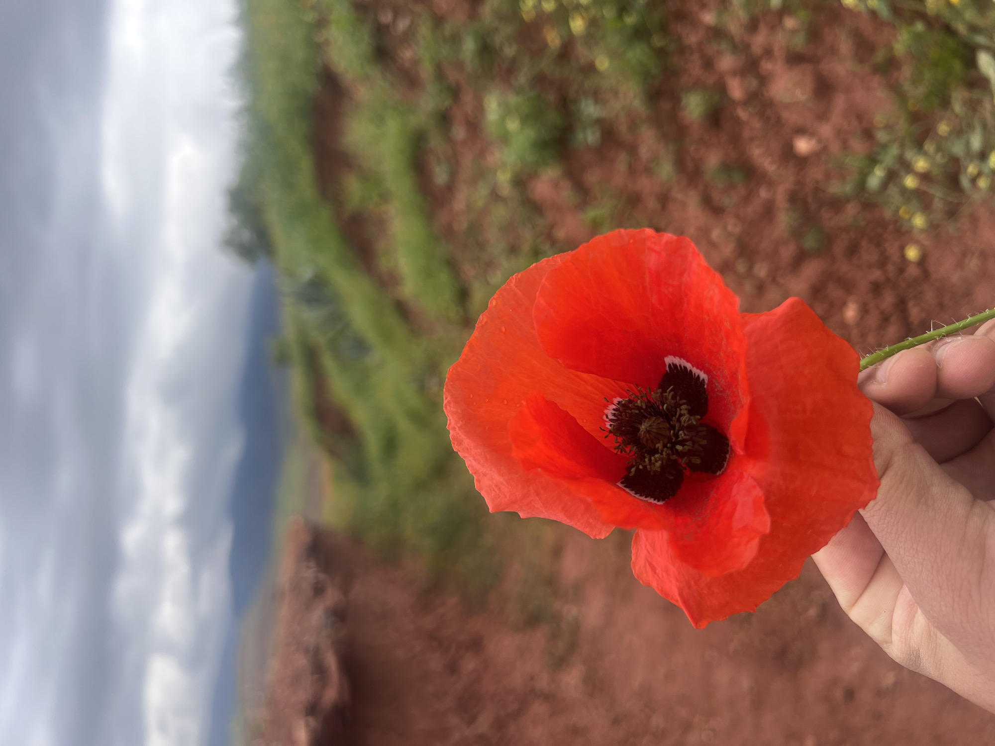 Spring wildflowers documented in Ouaouizert field, Morocco