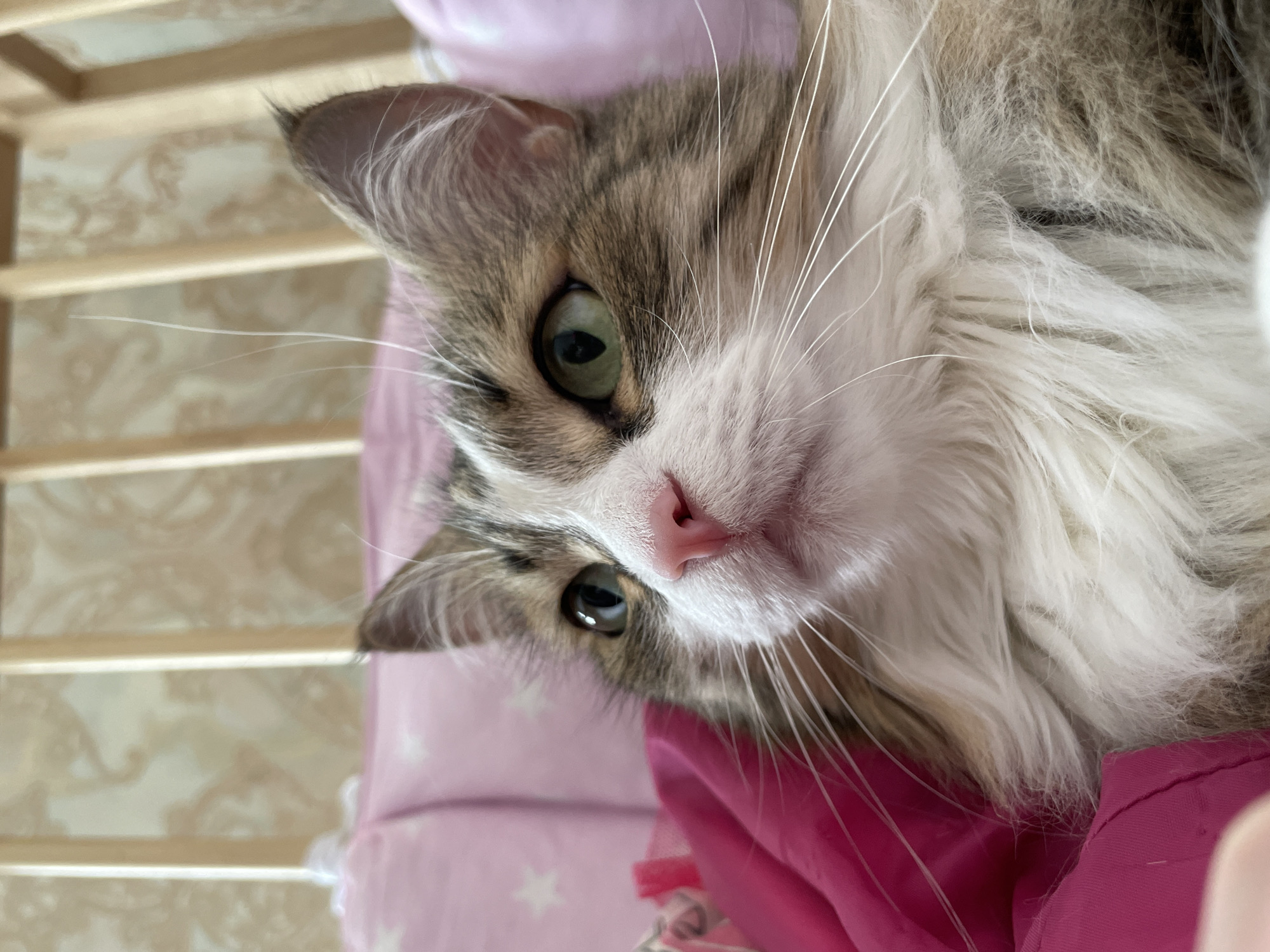 Cat rests on pink pillow in Izhevsk