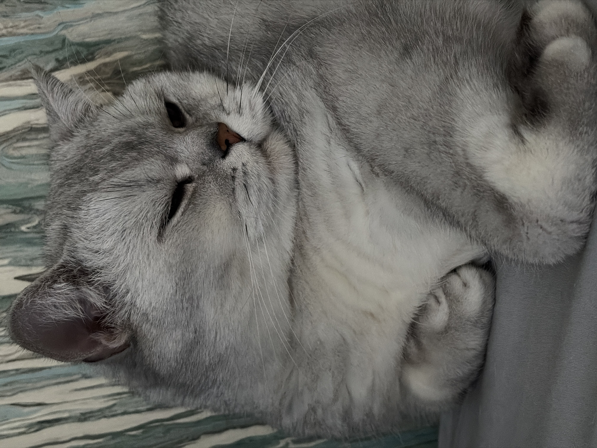 Cat rests peacefully on bed in Izhevsk