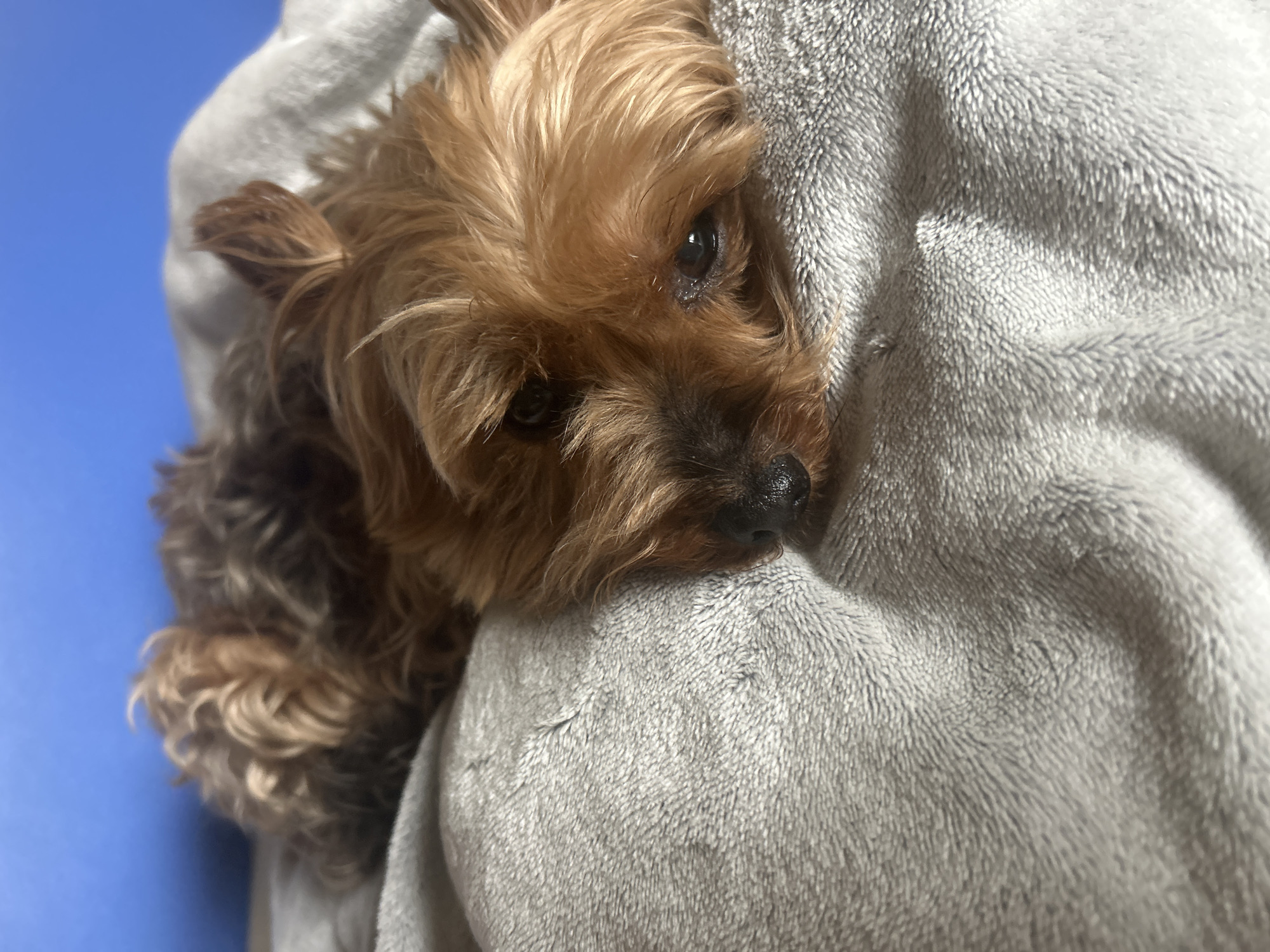 Small dog rests peacefully on blanket in Sofia