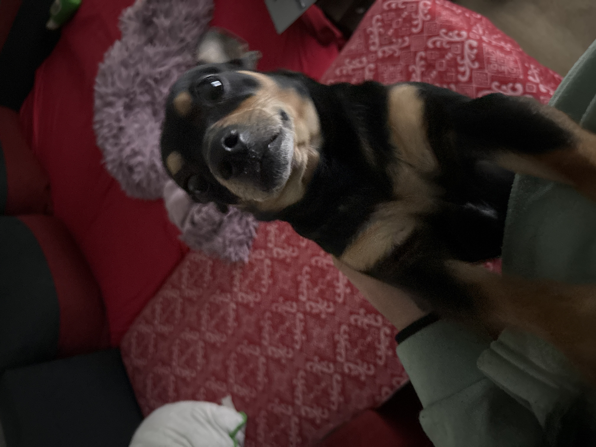 Evening domestic moments with miniature pinscher documented in Bulgaria