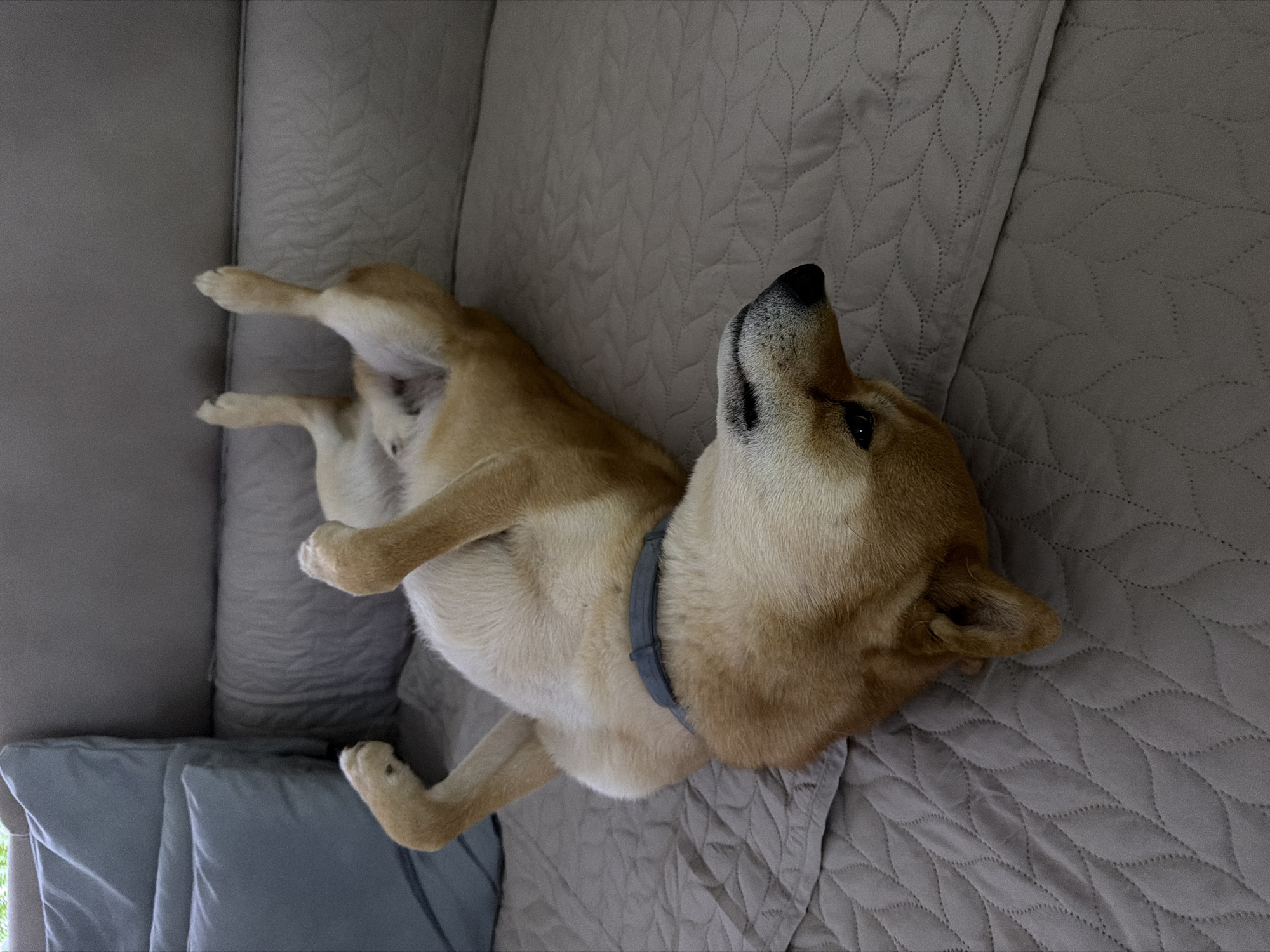 Shiba Inu enjoys belly rubs during cozy afternoon in Bulgaria