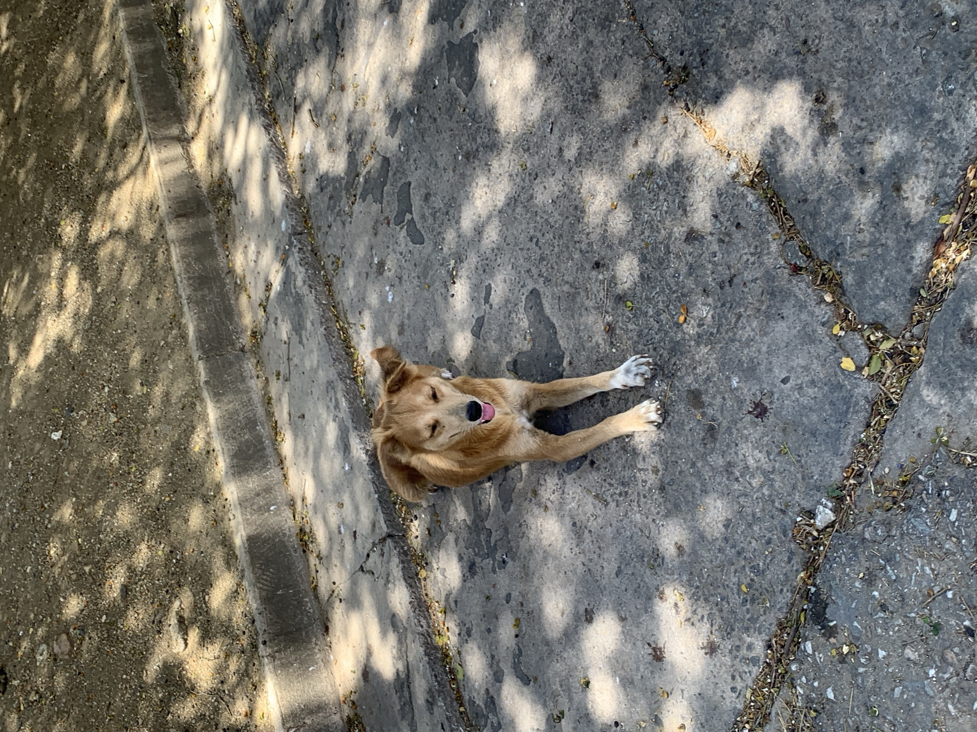 Dog rests on street pavement in Santa Ana, Venezuela