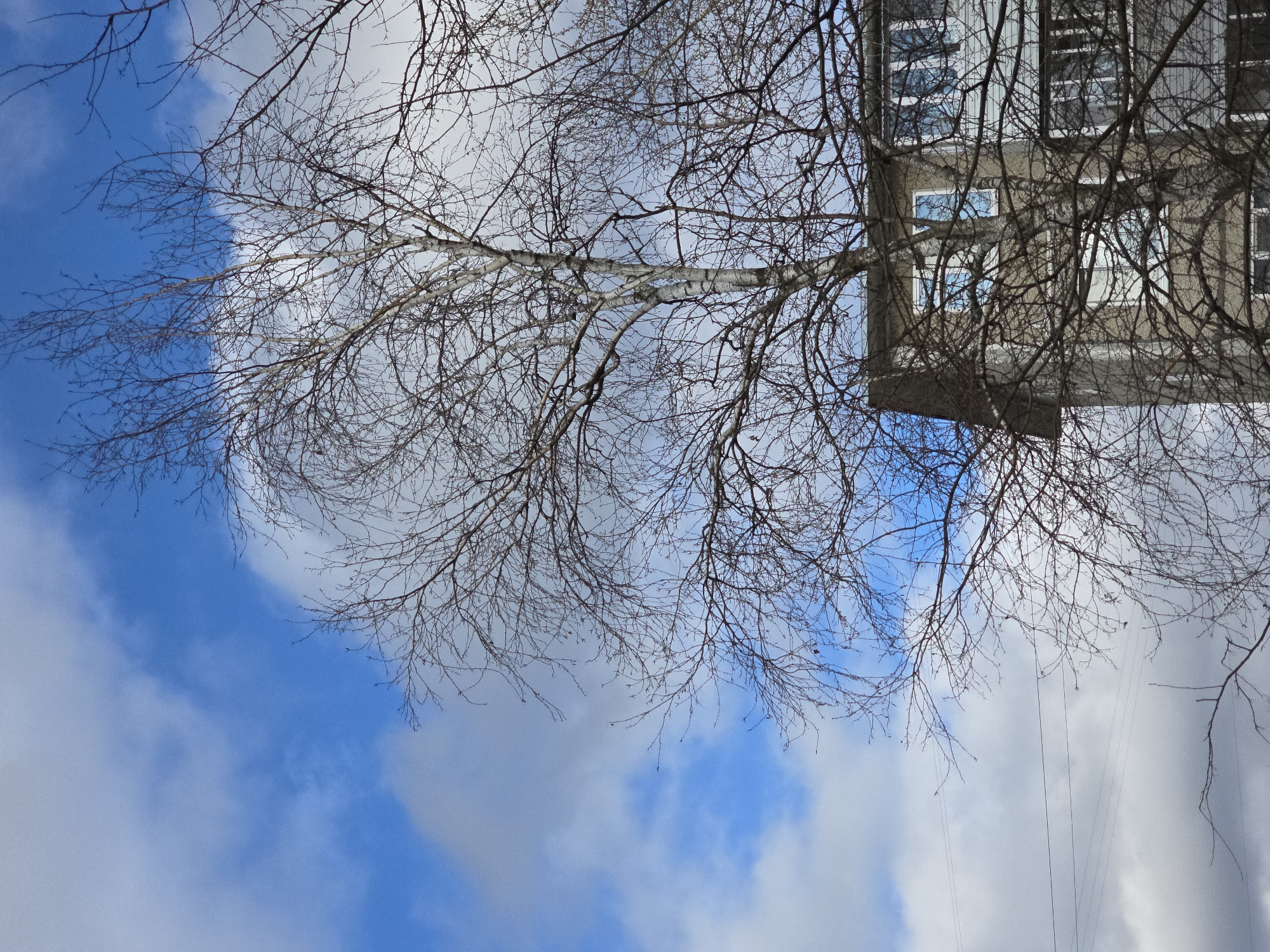 Spring scenes documented across Perm: ducks, dog, urban landscapes