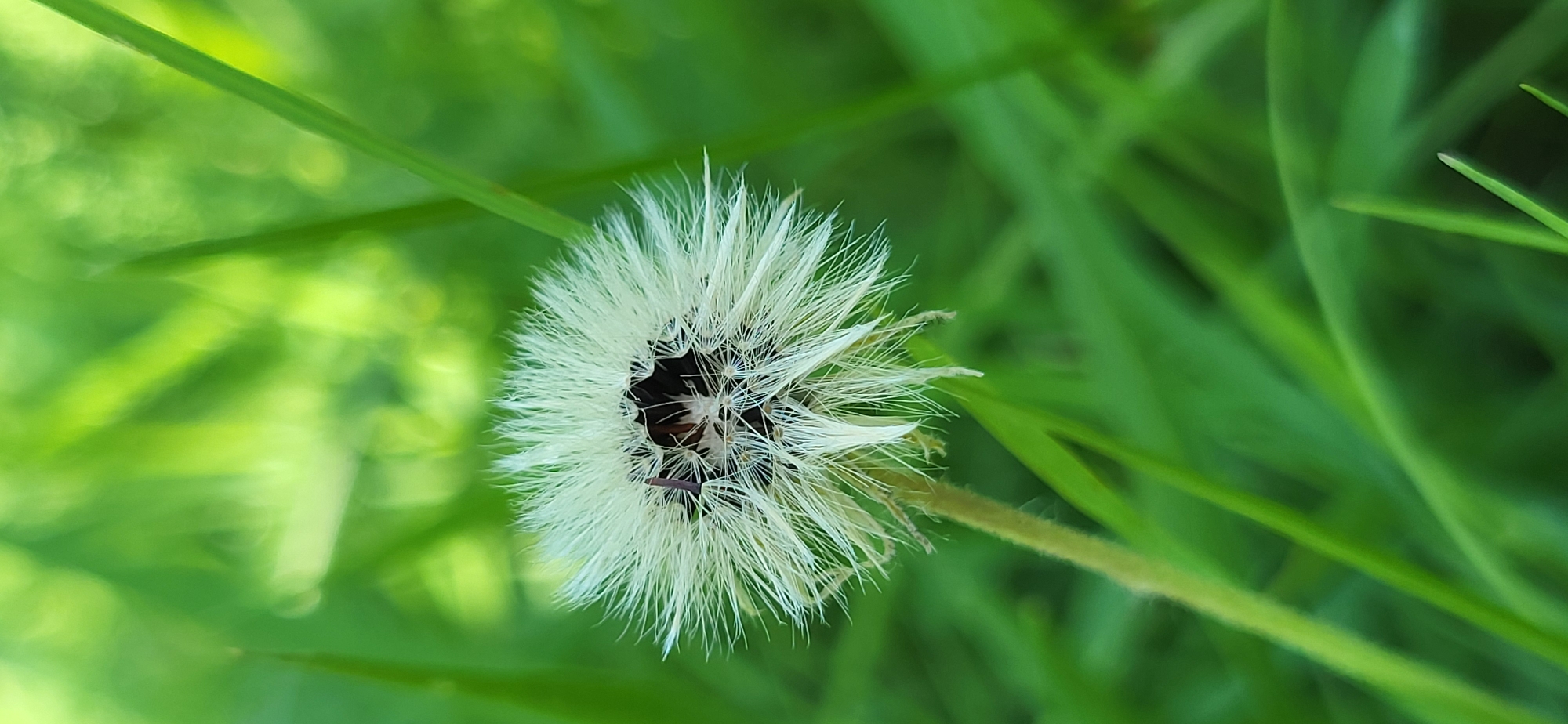 Macro details of wildflowers, insects, and fruit in a Ukrainian village