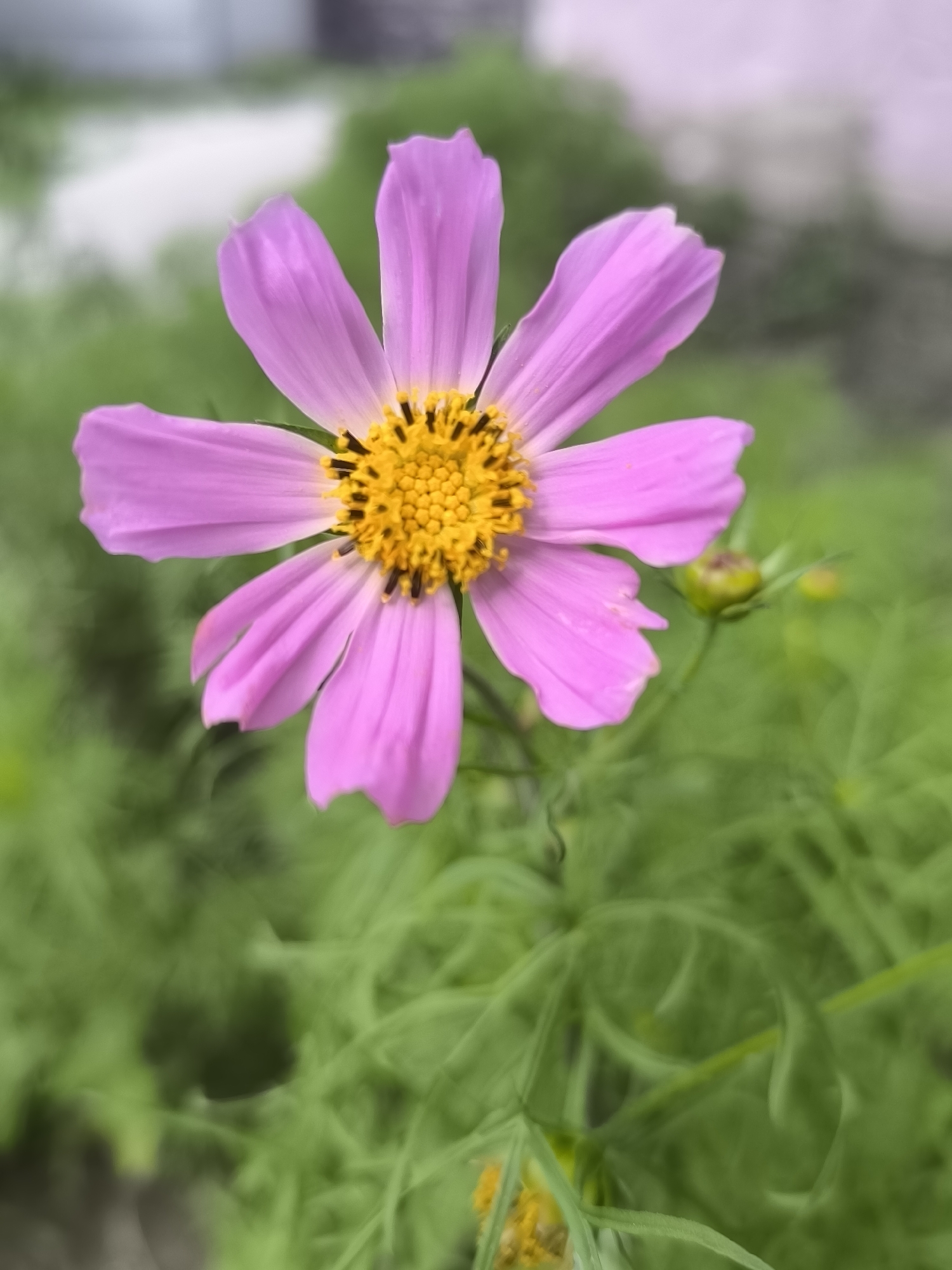 Pink cosmos flower in full bloom, yellow center sharp against green