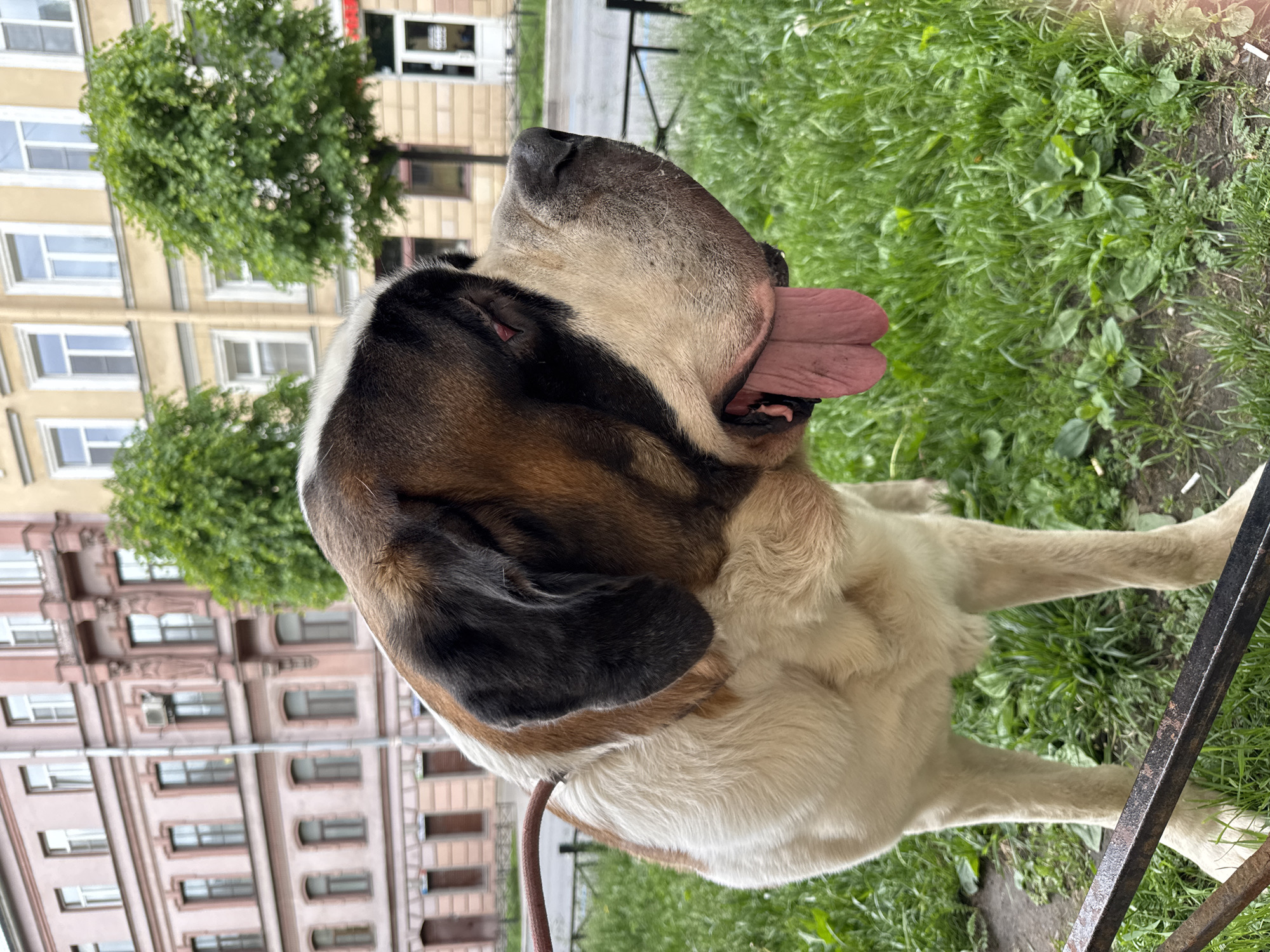 Morning dog walk passes historical monuments in Saint Petersburg