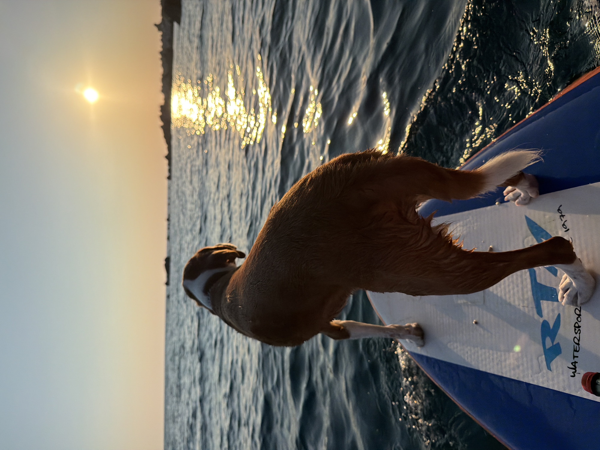 Dog on a paddleboard watches the Adriatic sunset in Montenegro