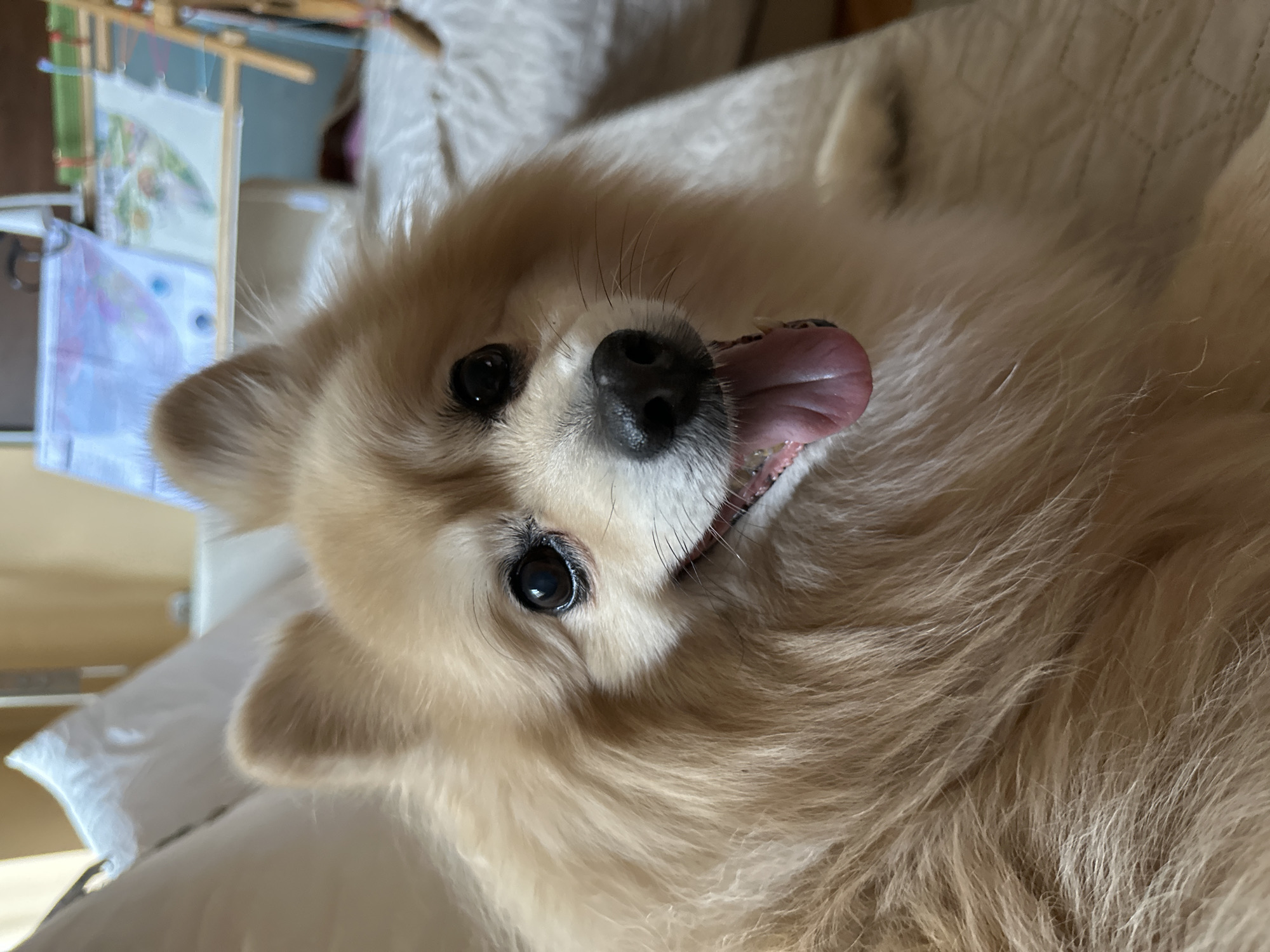 Pomeranian's afternoon at home in Dimitrovgrad