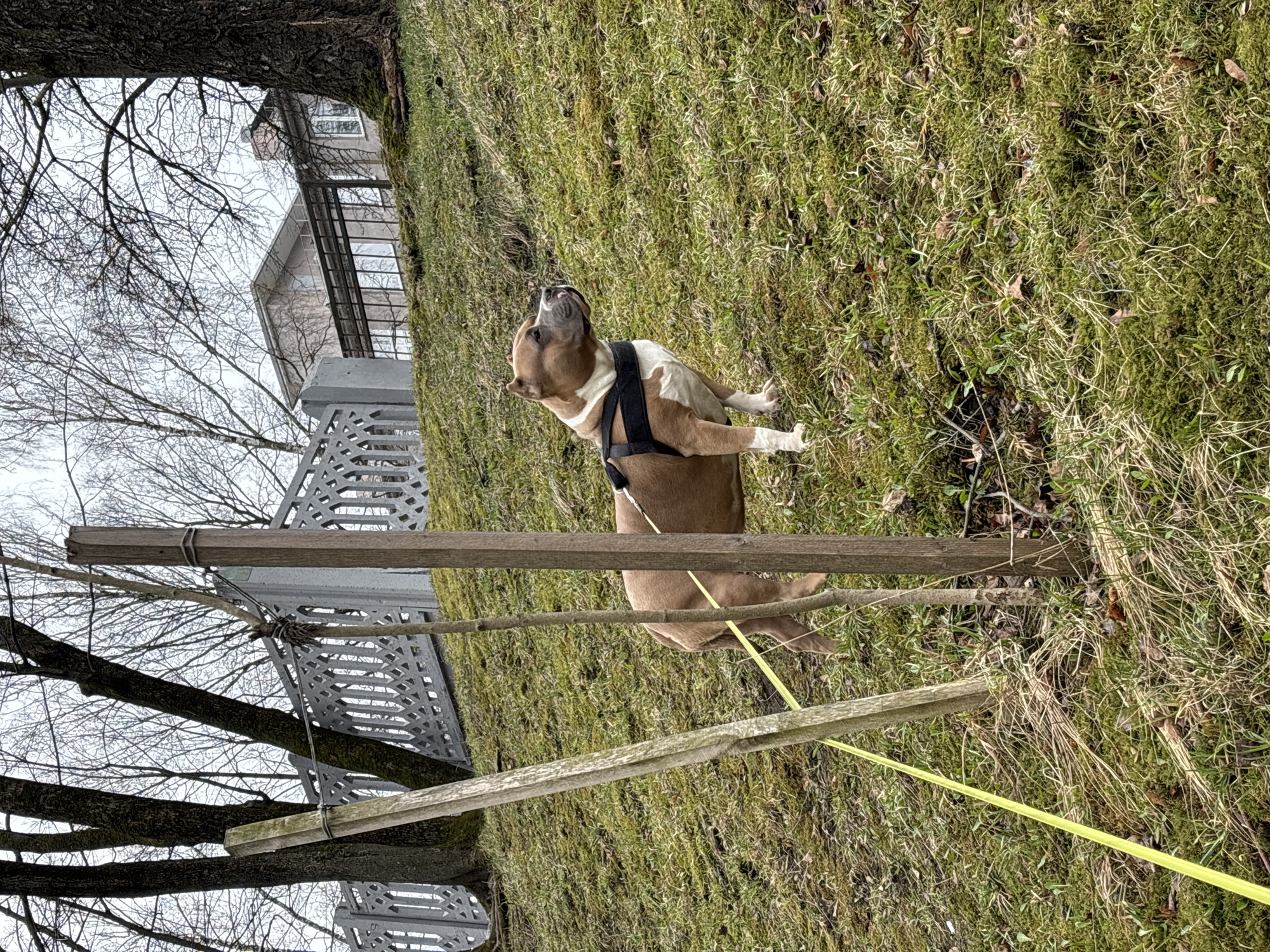 Early morning dog walk observed in Minsk park