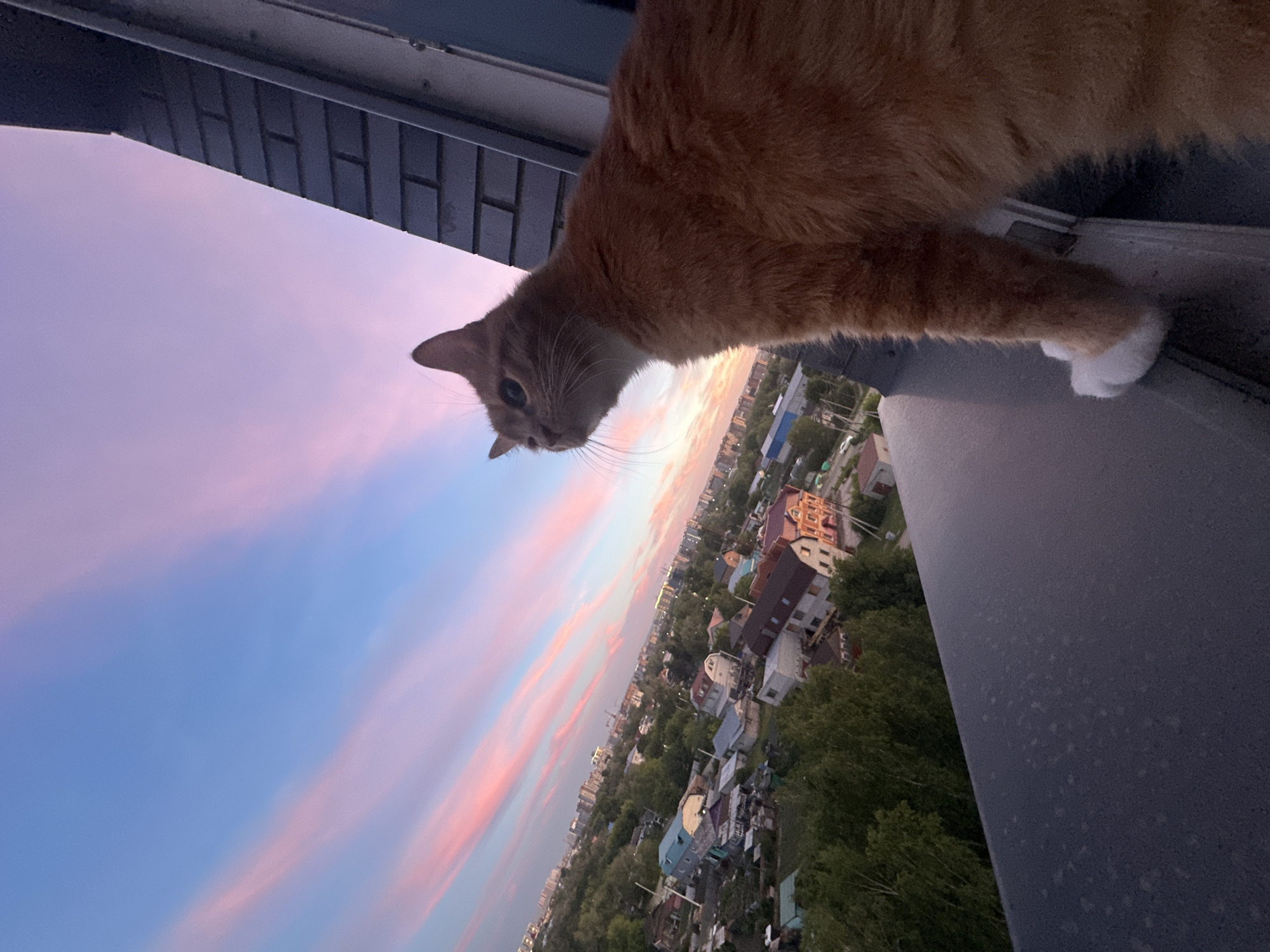 Cat watches sunset over Blagoveshchensk cityscape from windowsill perch