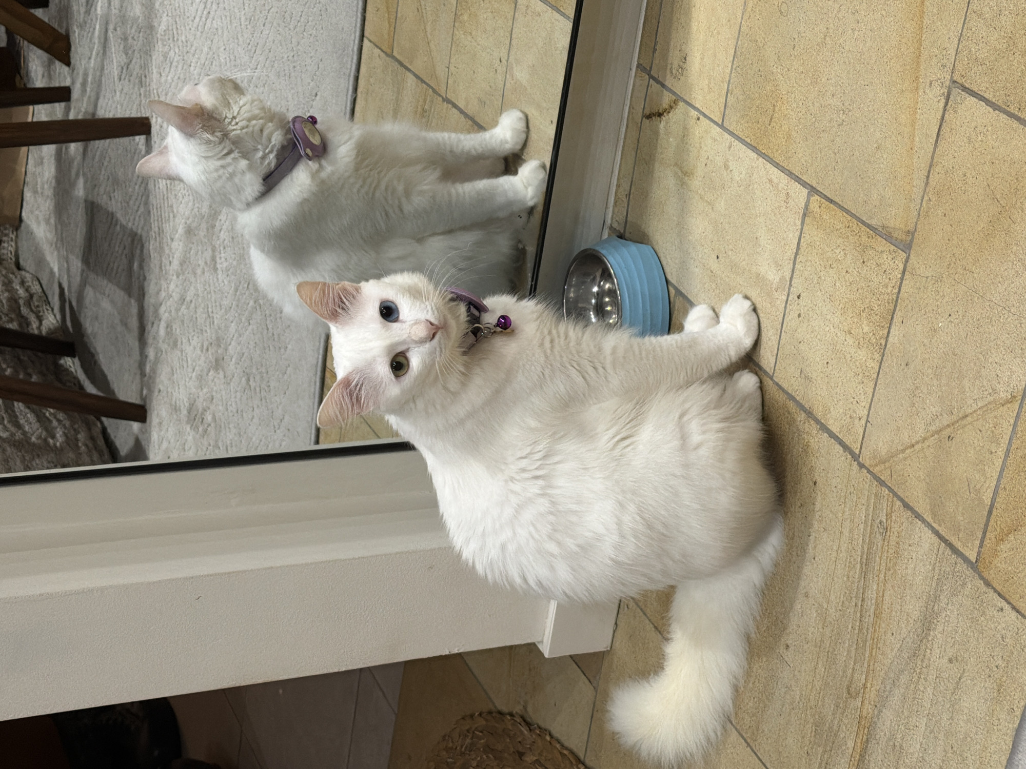 Woman shares tender moment with white cat indoors