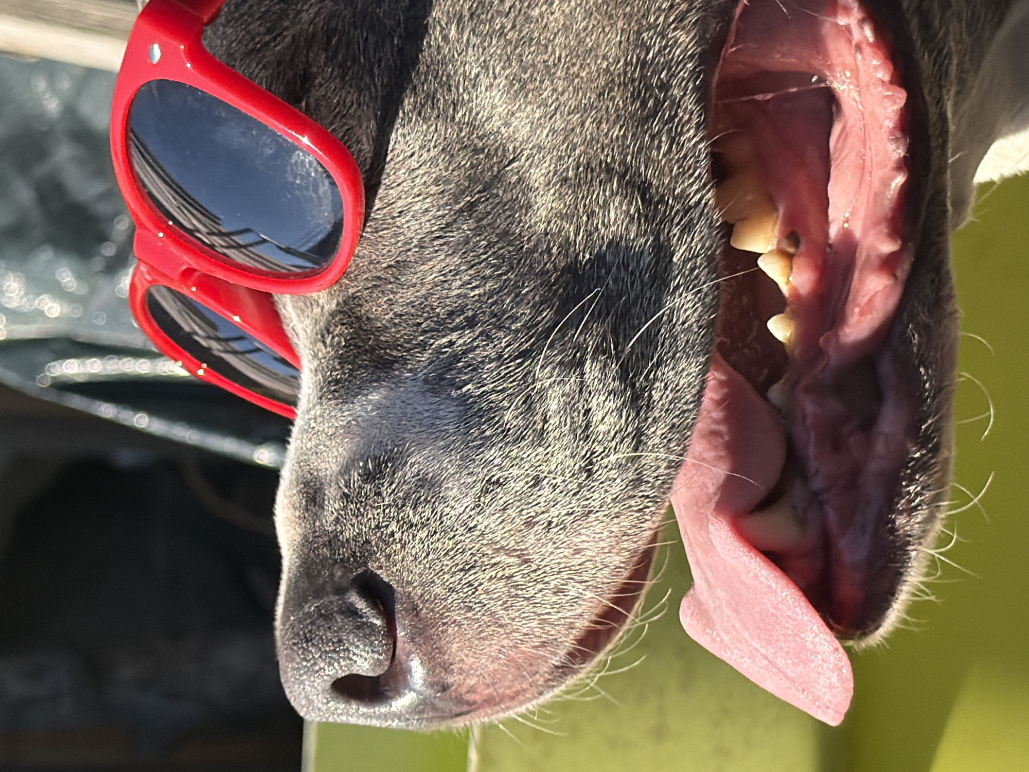Gray dog poses in red sunglasses in Luxembourg