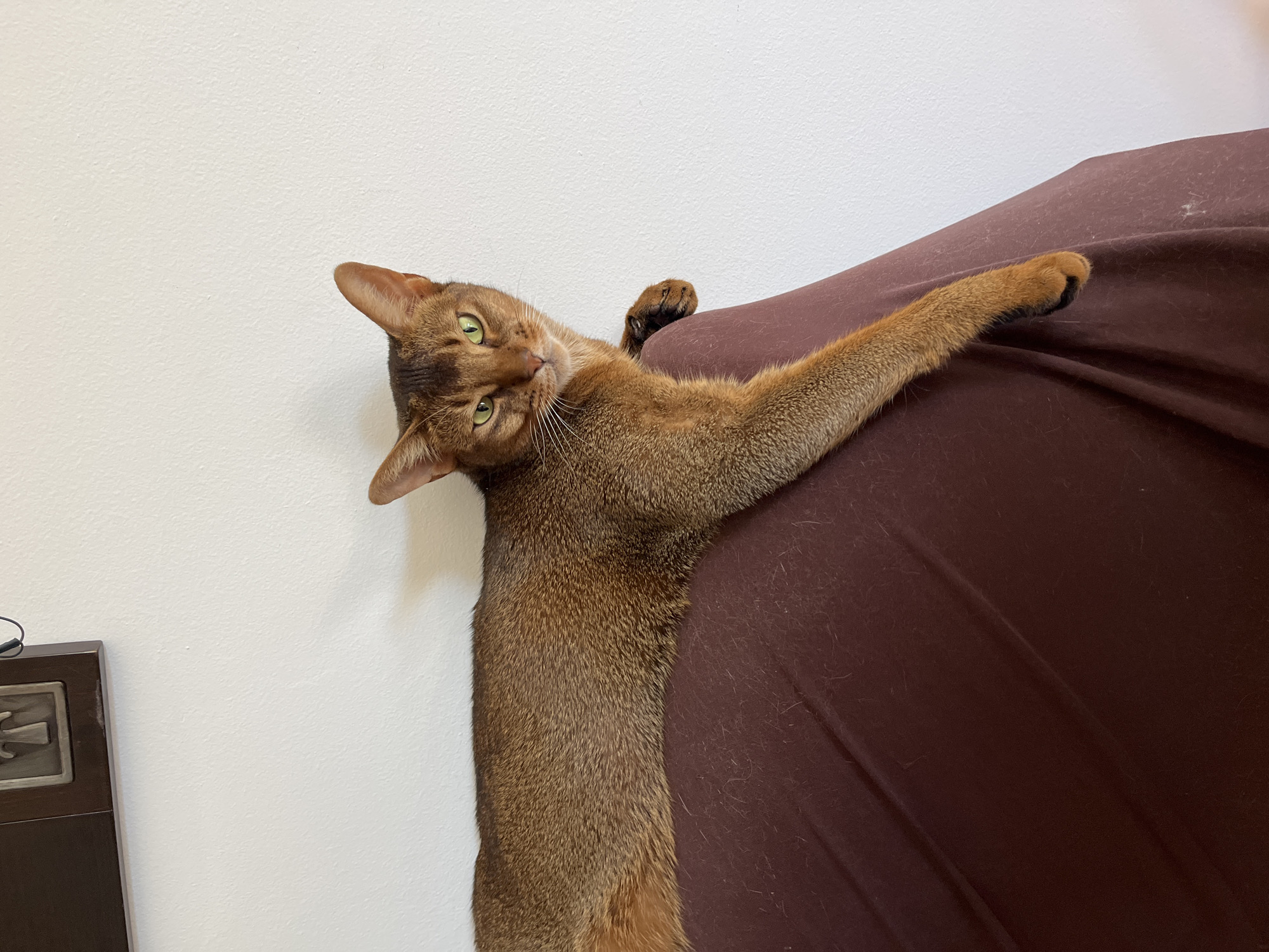 Cats at home in Eilat, doing exactly what cats do