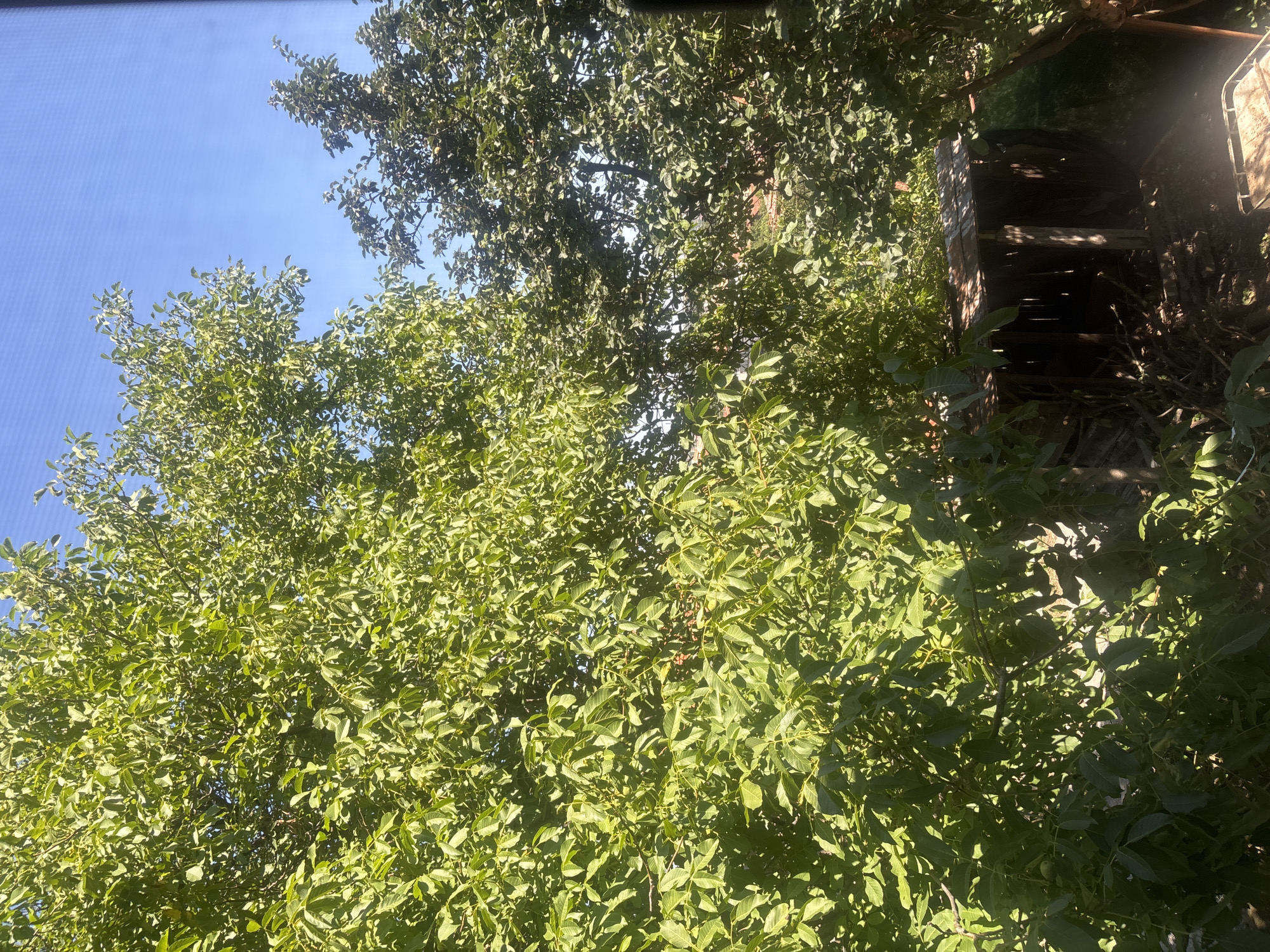 Sunny backyard morning paired with very relatable work complaints
