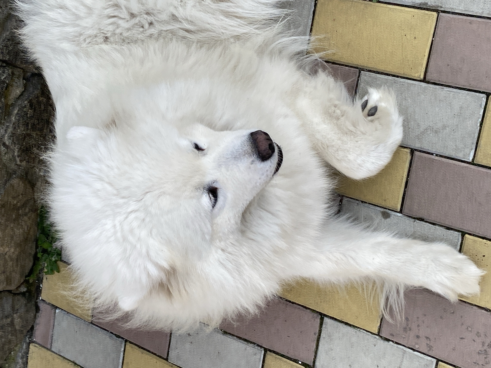 Samoyeds chilling on a stone patio in the afternoon sun