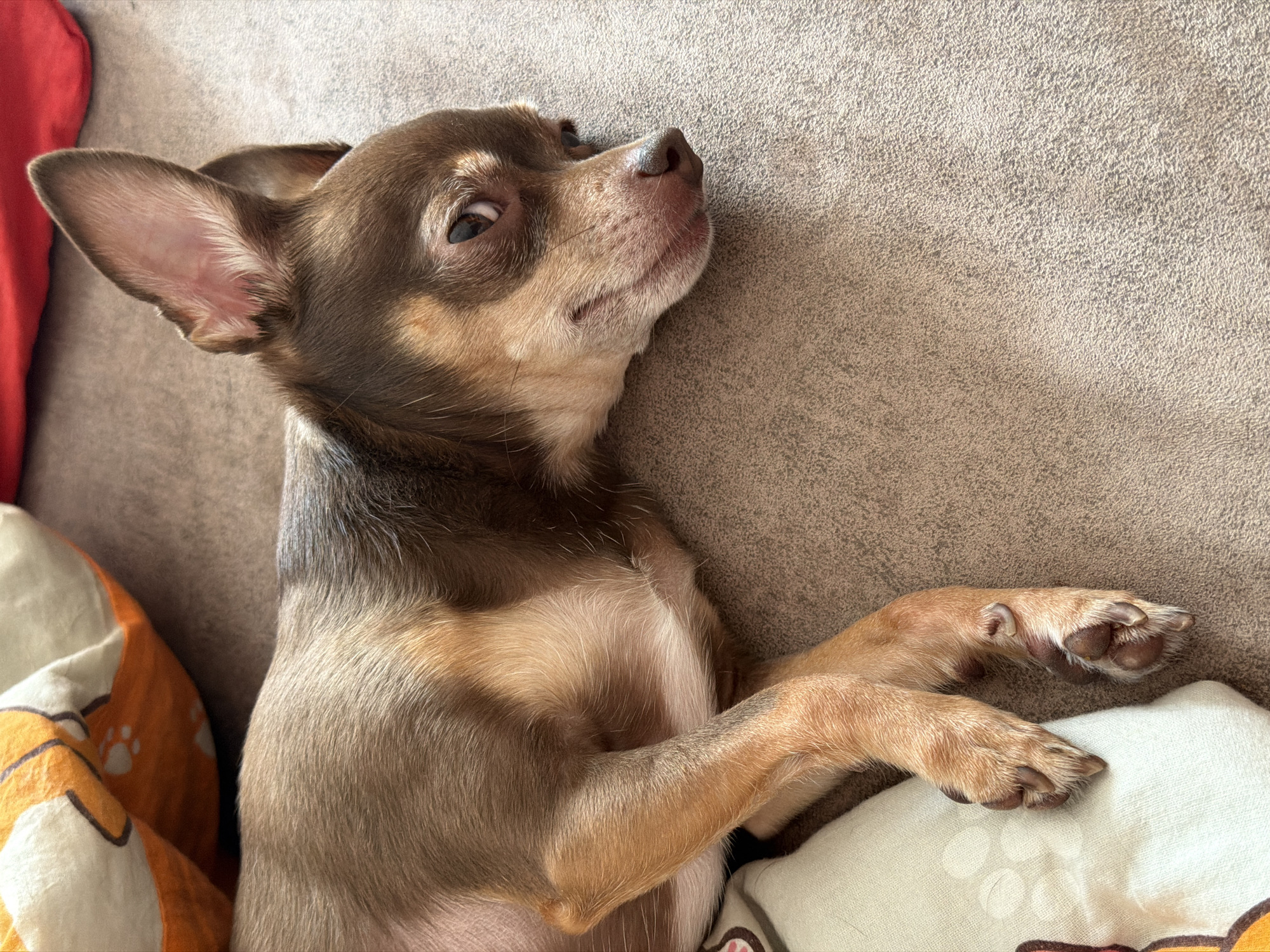 A chihuahua's lazy morning, plus selfies and knick-knacks