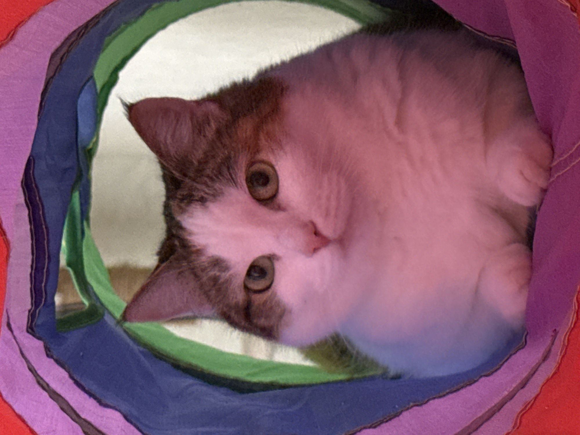 Cat peers out from a colorful fabric tunnel in Kushva