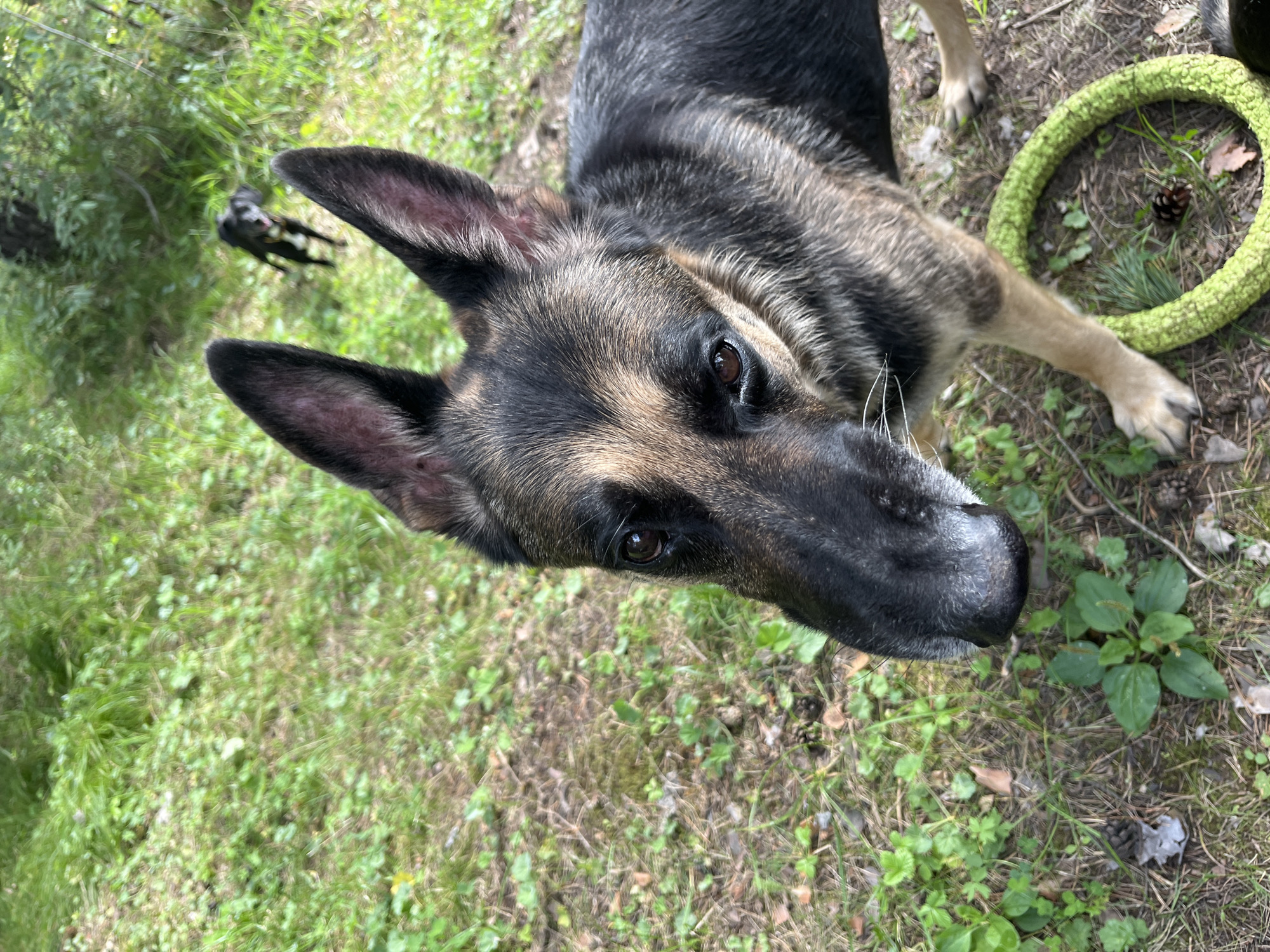 Pack of dogs loose in a Nizhny Tagil forest