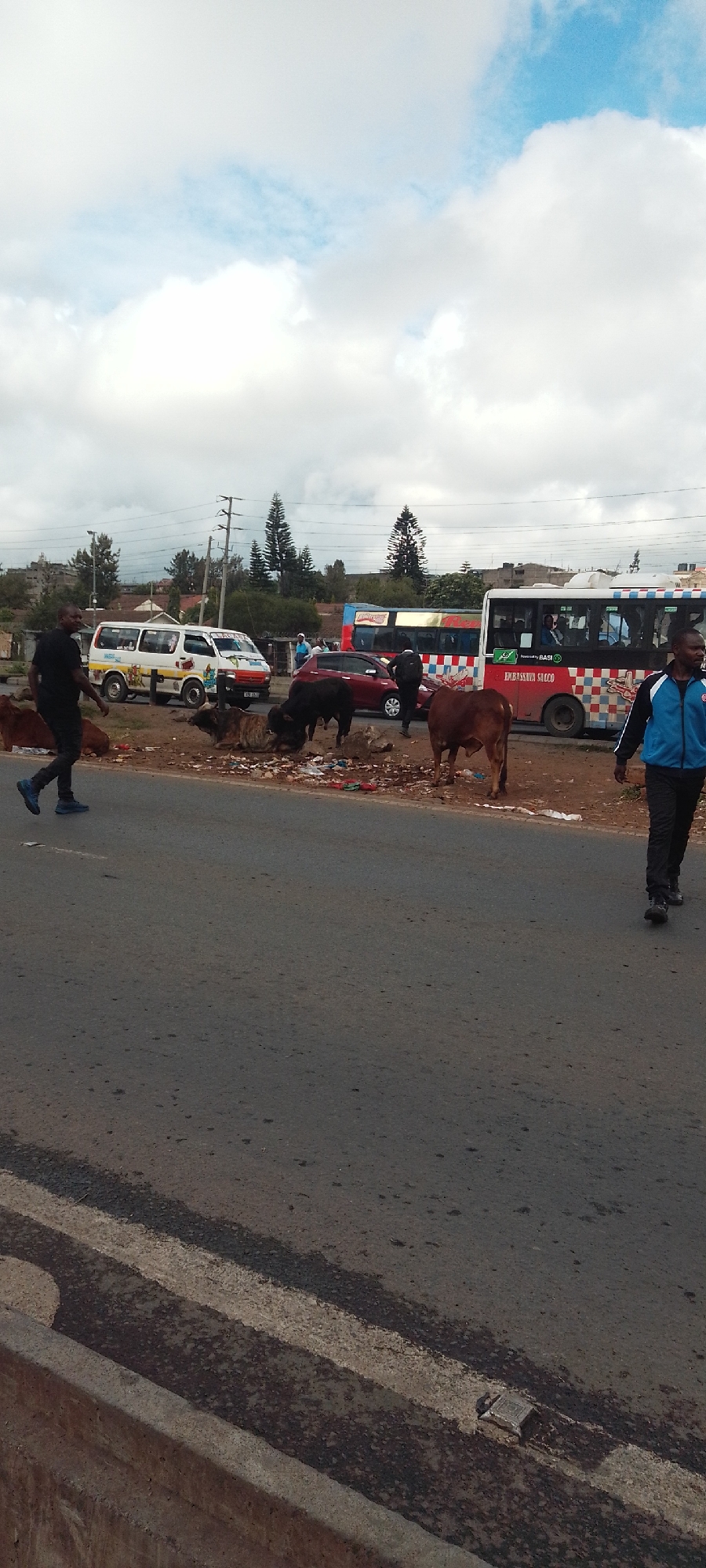 Cattle forage through roadside garbage in Nairobi