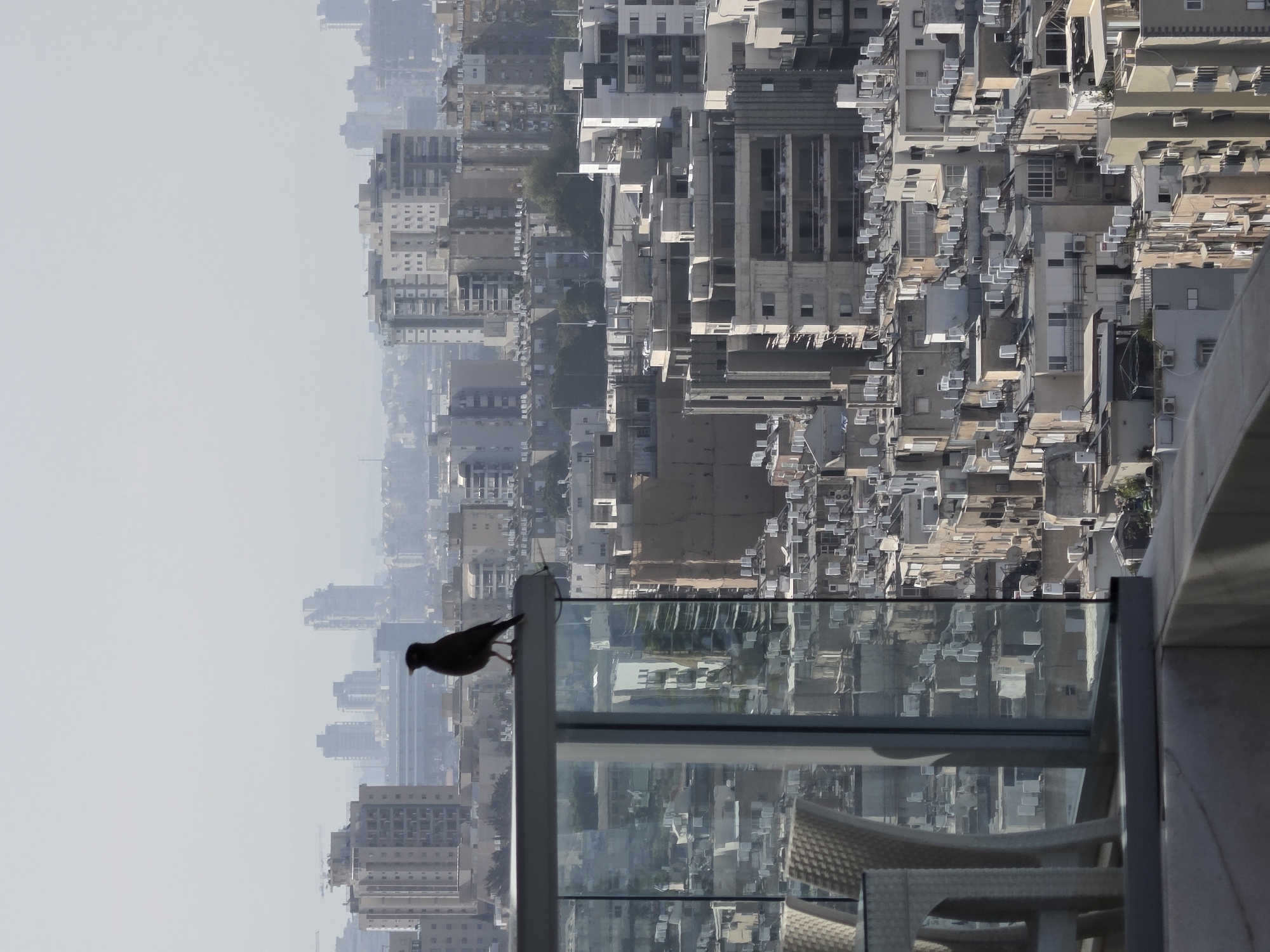 Birds visit high-rise balcony overlooking Mediterranean in Bat Yam